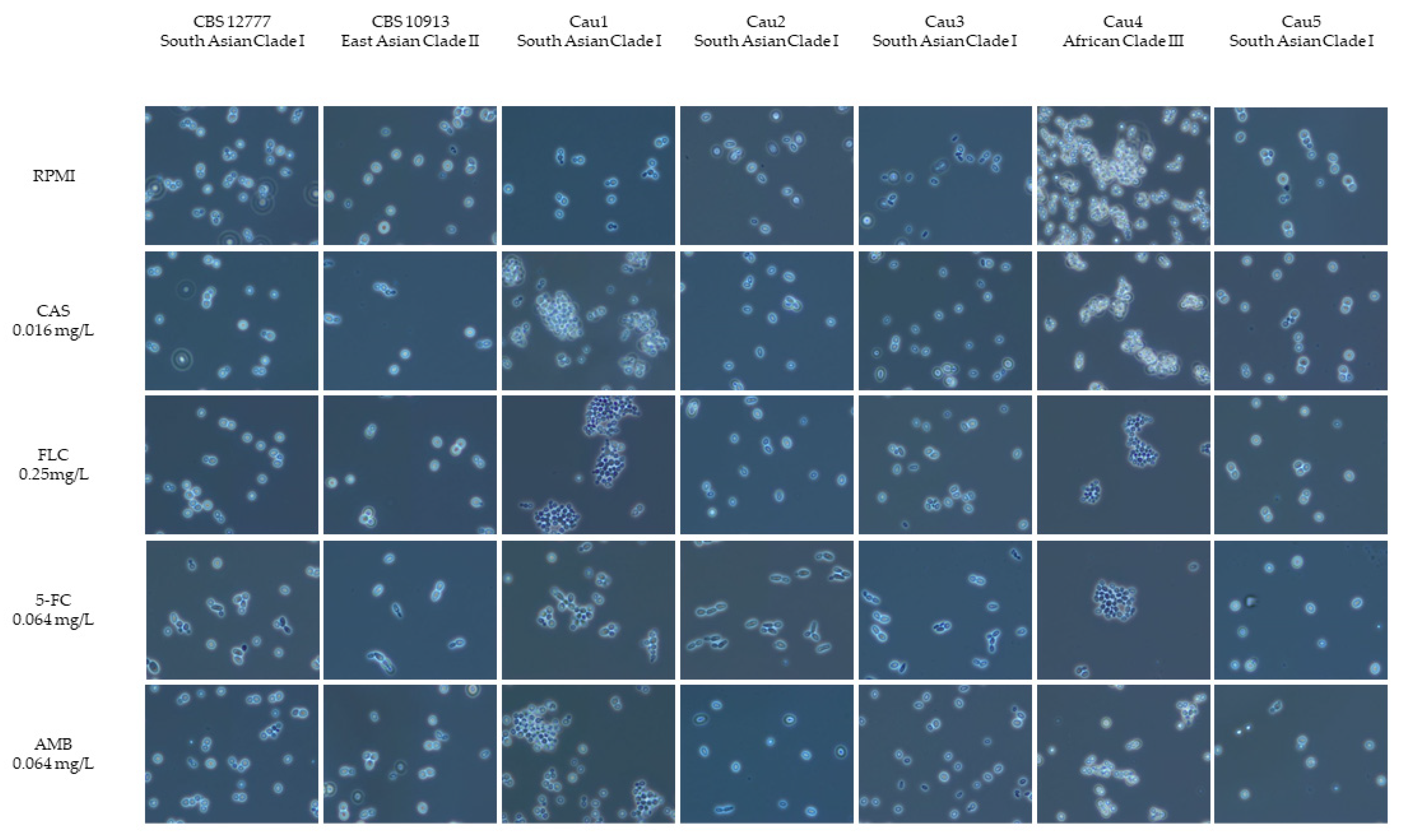 Jof 09 00129 g001 Jof 09 00129 g001