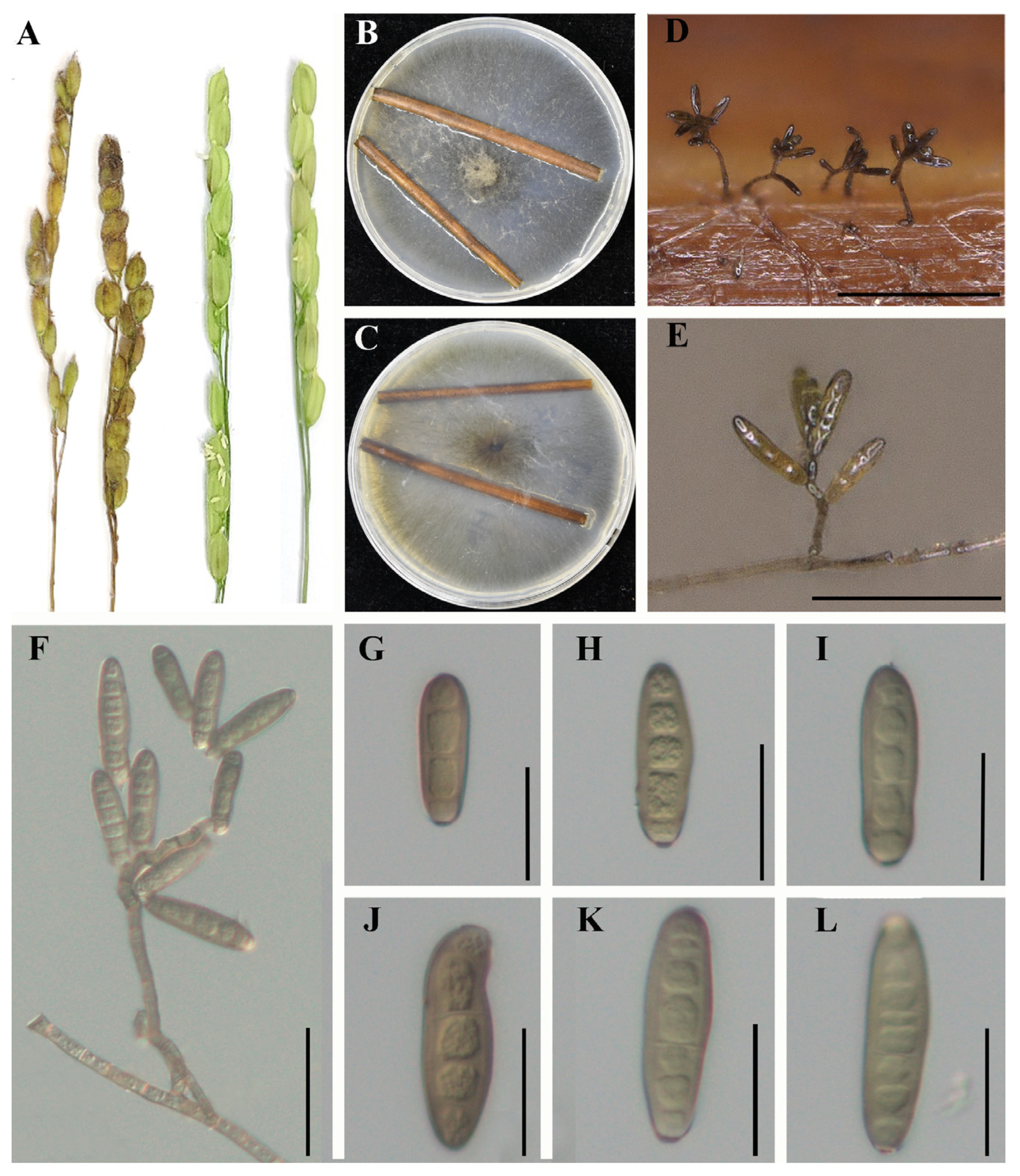 Jof 09 00177 g002 Jof 09 00177 g002