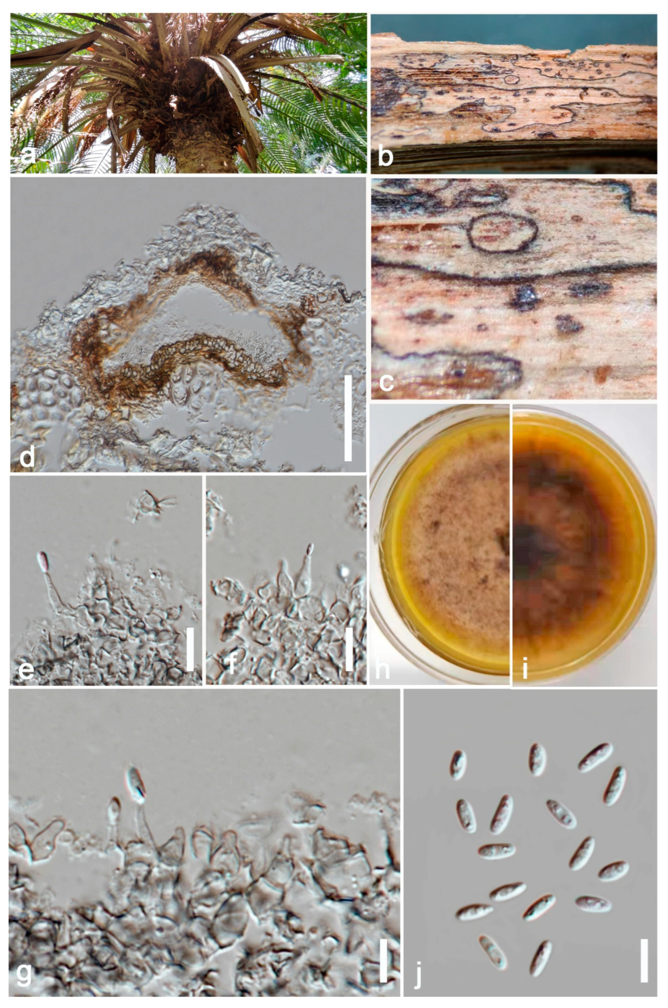 Jof 09 00182 g004 Jof 09 00182 g004