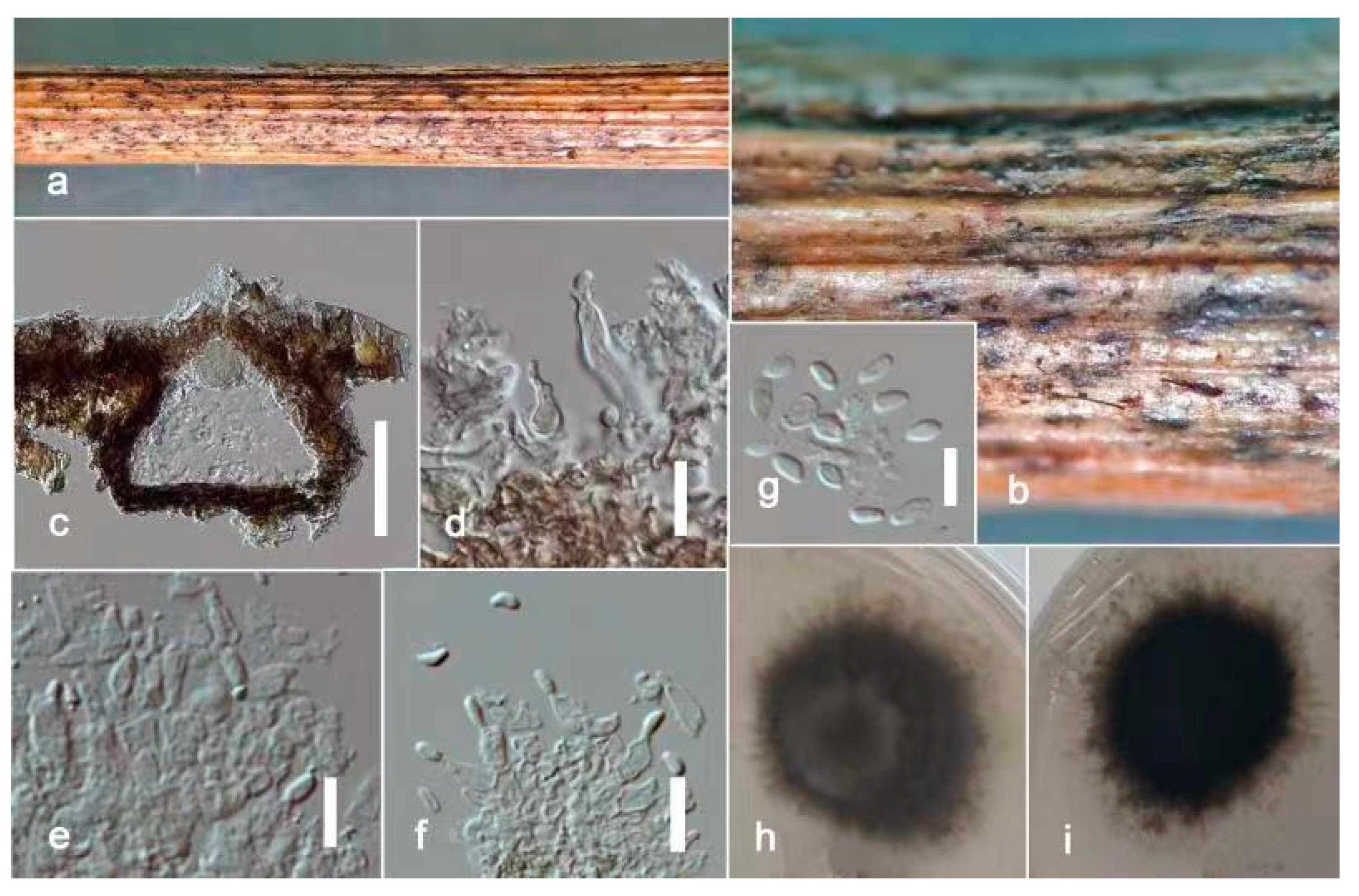 Jof 09 00182 g006 Jof 09 00182 g006