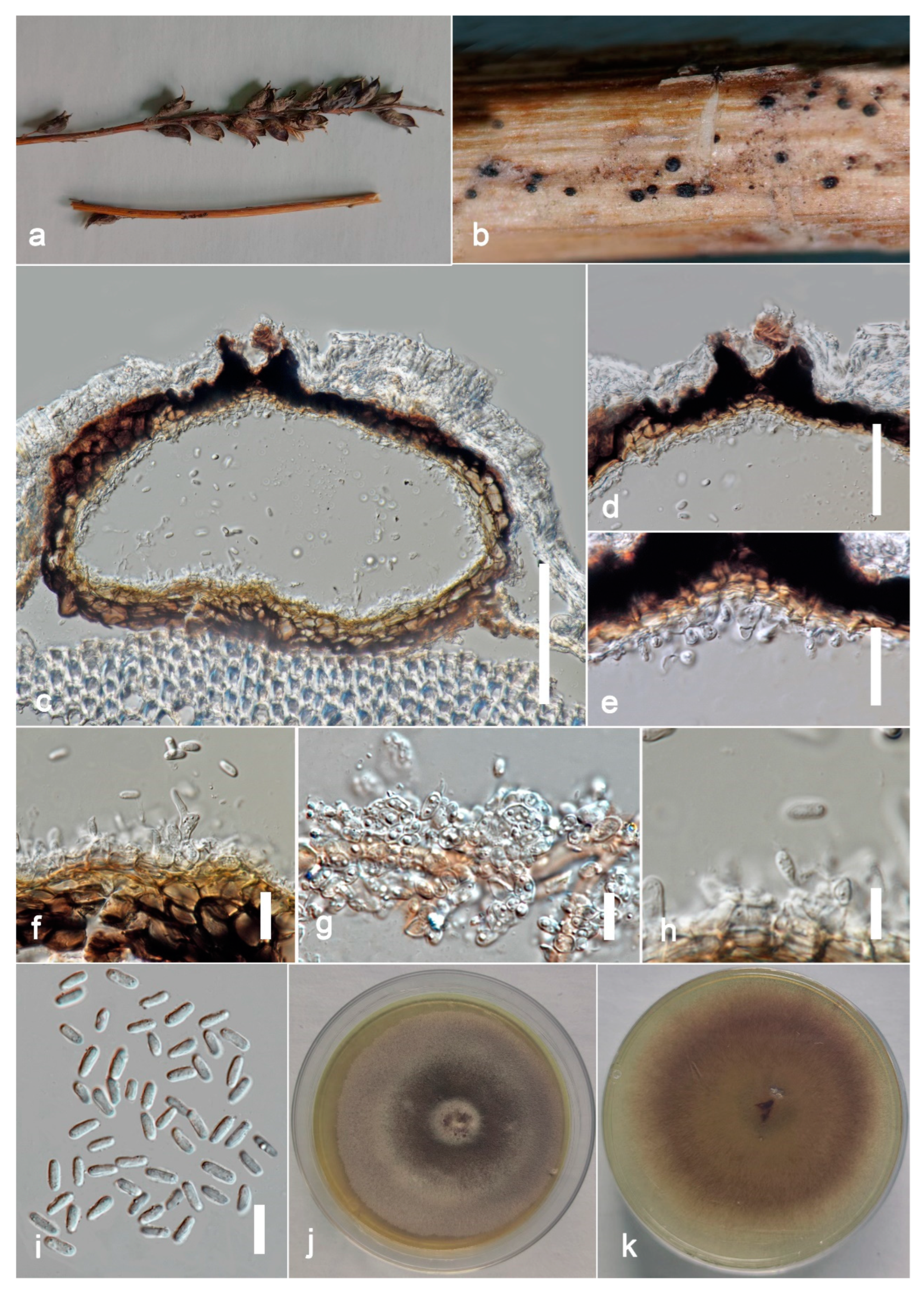 Jof 09 00182 g008 Jof 09 00182 g008