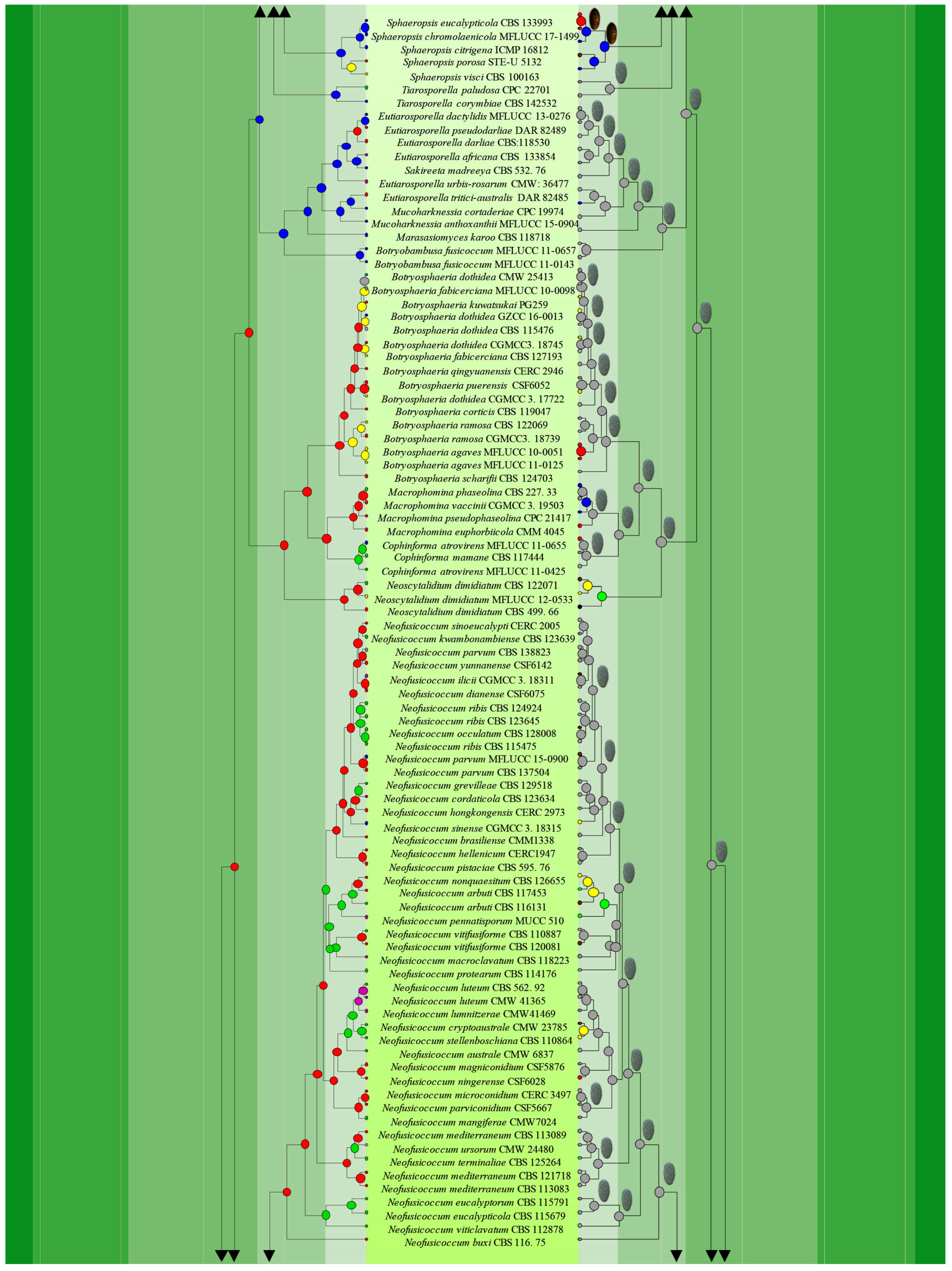 Jof 09 00184 g007b Jof 09 00184 g007b