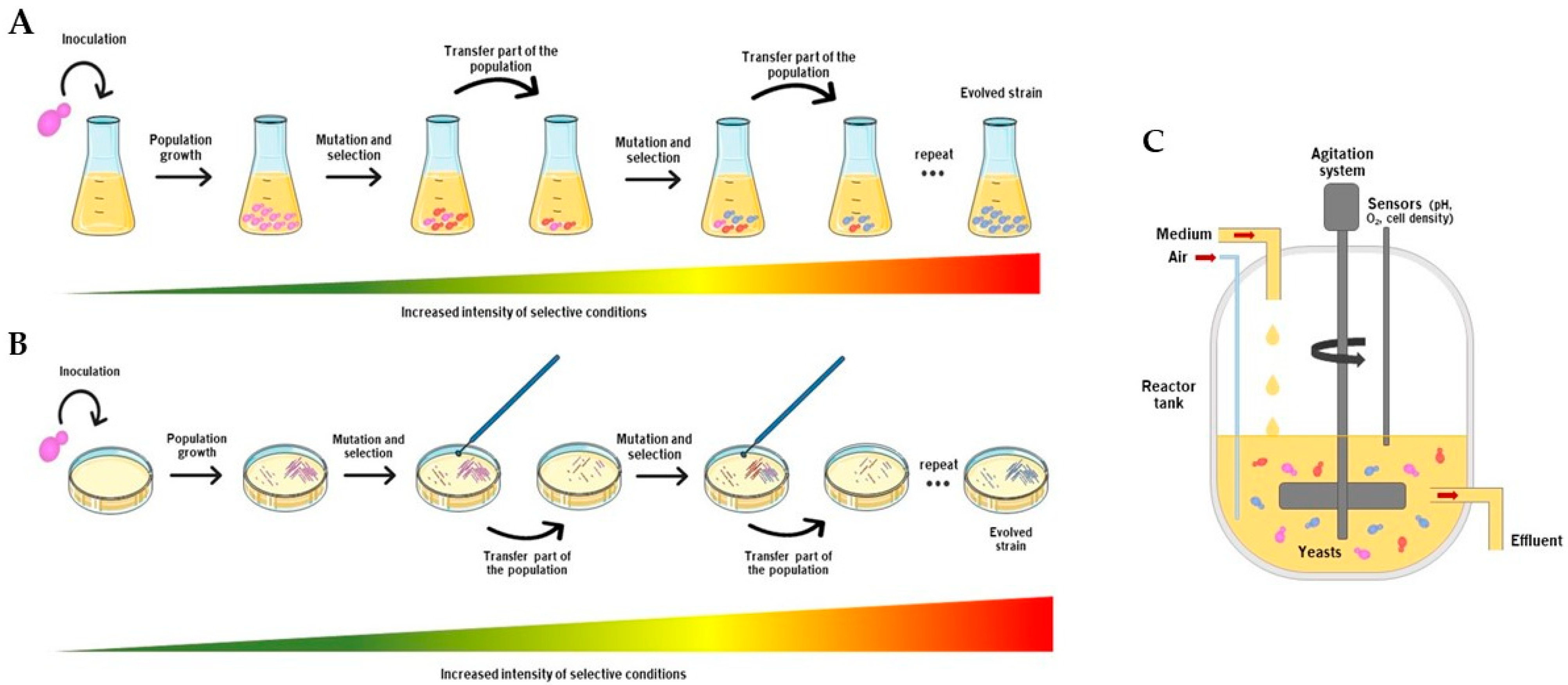 Adaptive laboratory evolution and reverse engineering enhances autotrophic  growth in Pichia pastoris - ScienceDirect