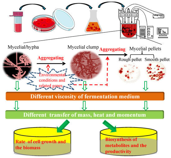 JoF | Free Full-Text | Recent Advances In Chitin Biosynthesis ...