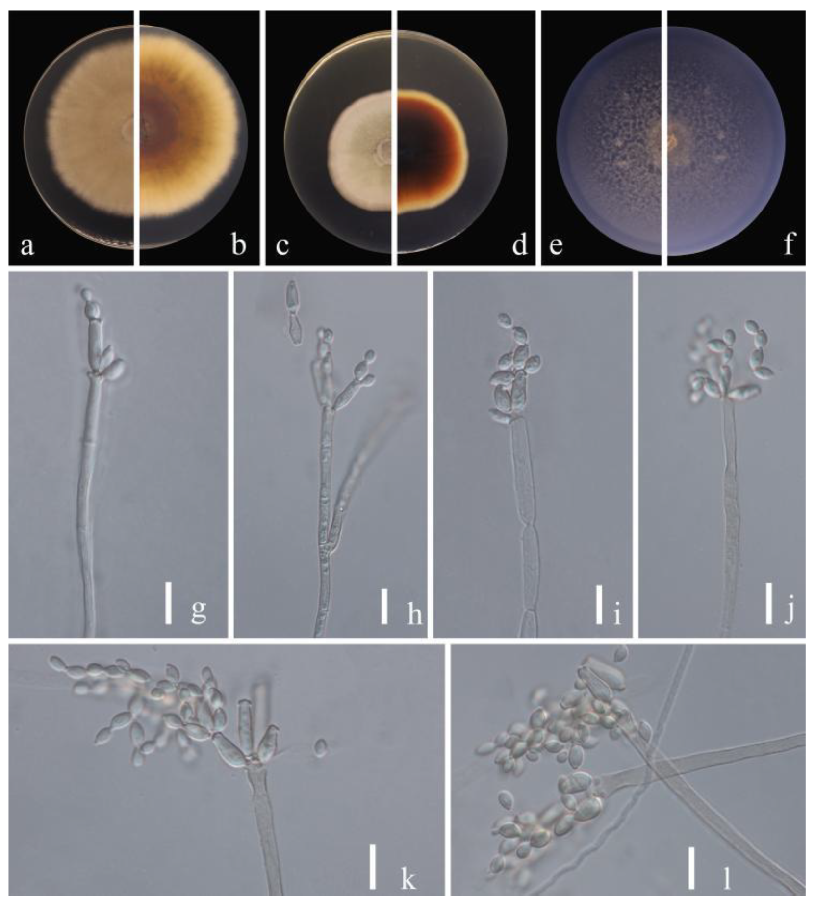 Jof 09 00250 g005 Jof 09 00250 g005
