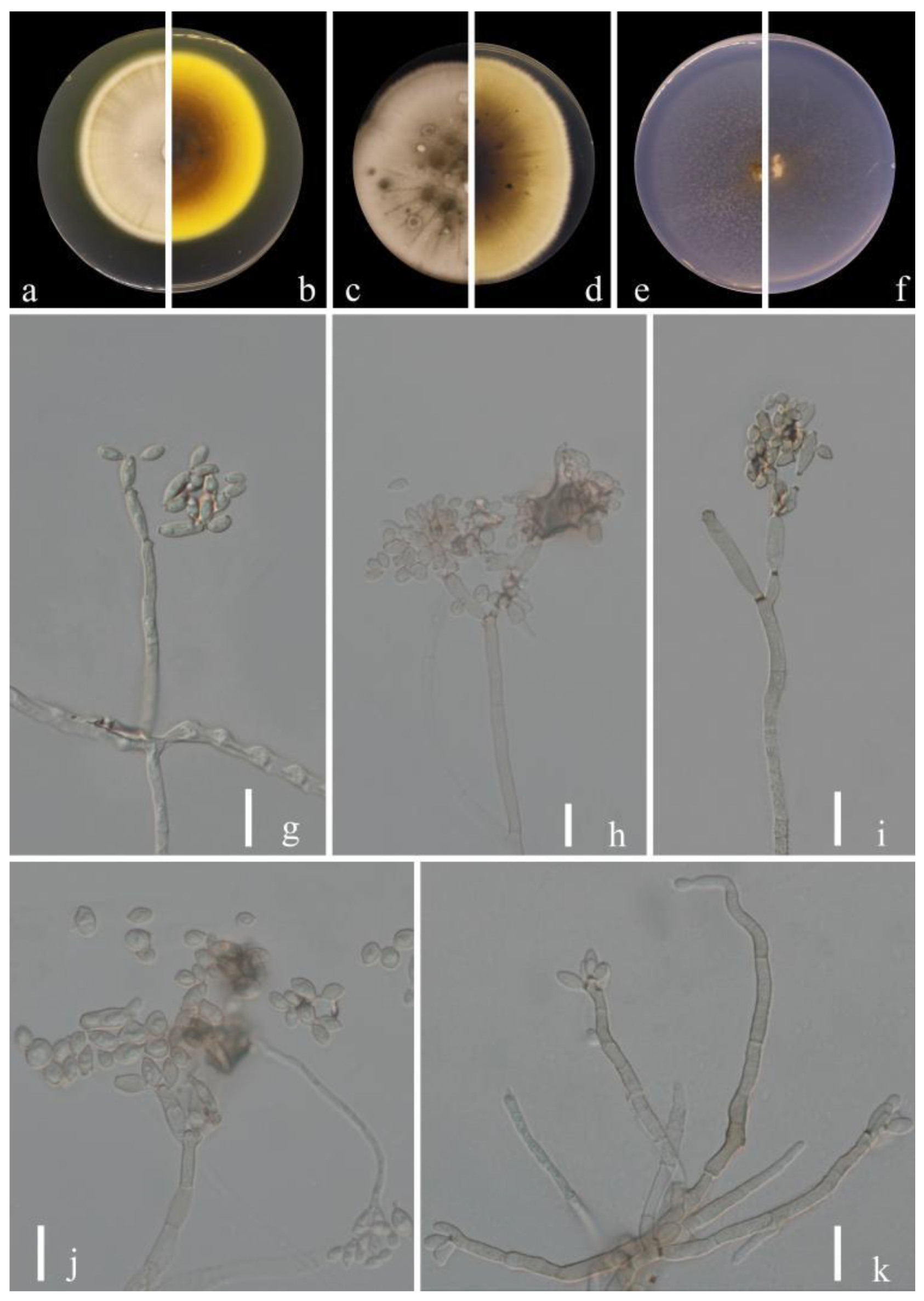 Jof 09 00250 g010 Jof 09 00250 g010