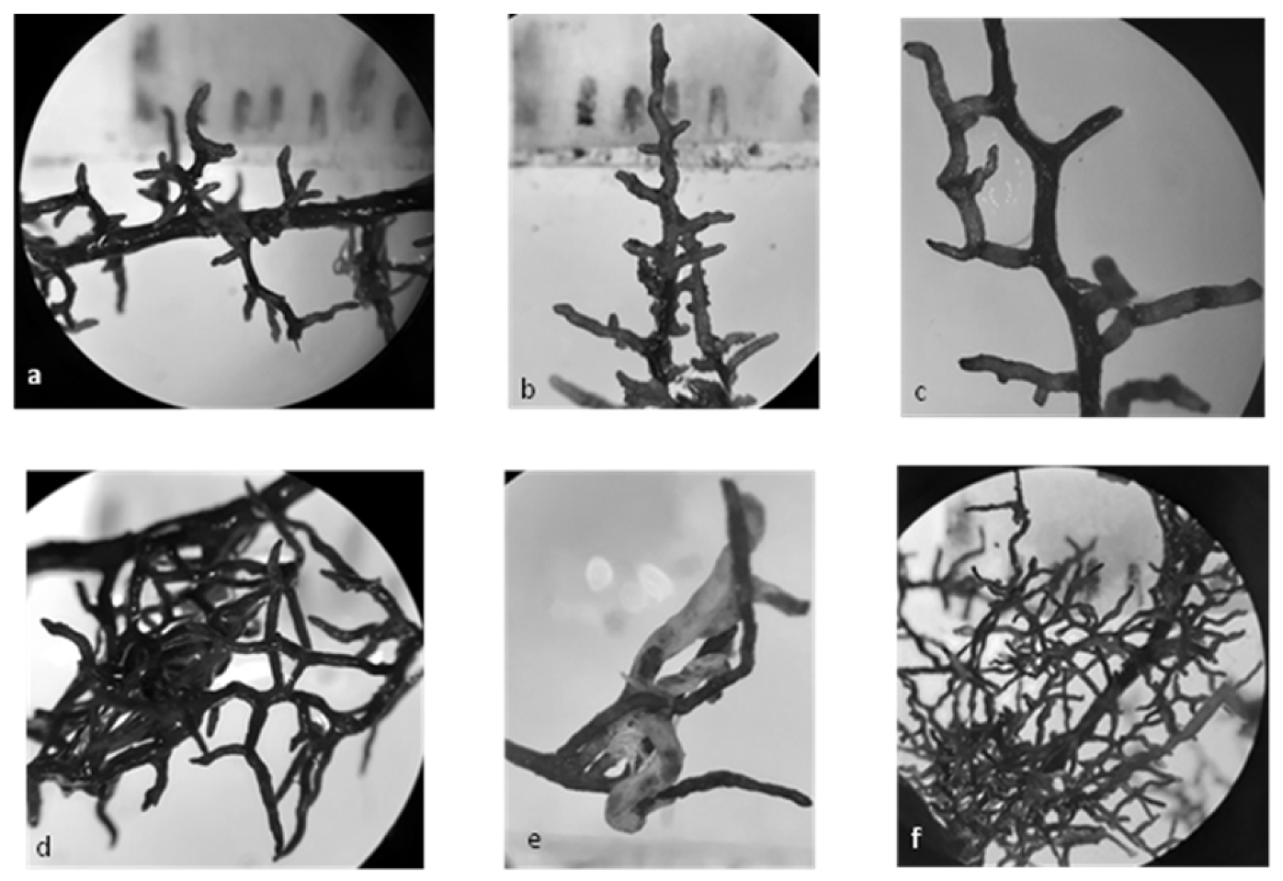 Jof 09 00440 g005 Jof 09 00440 g005