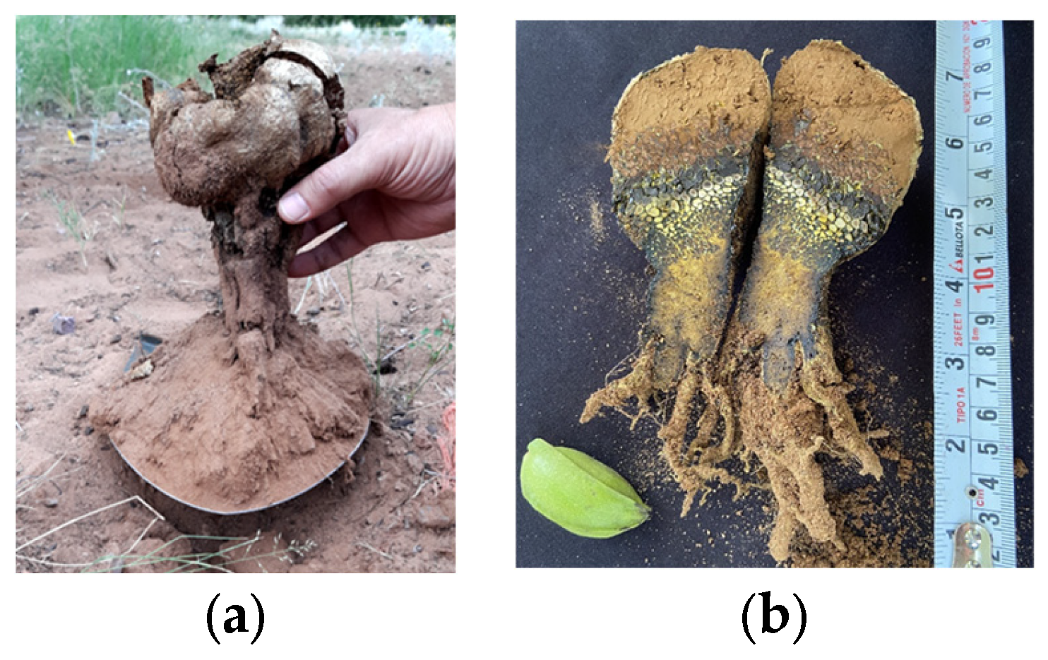 Jof 09 00440 g006 Jof 09 00440 g006