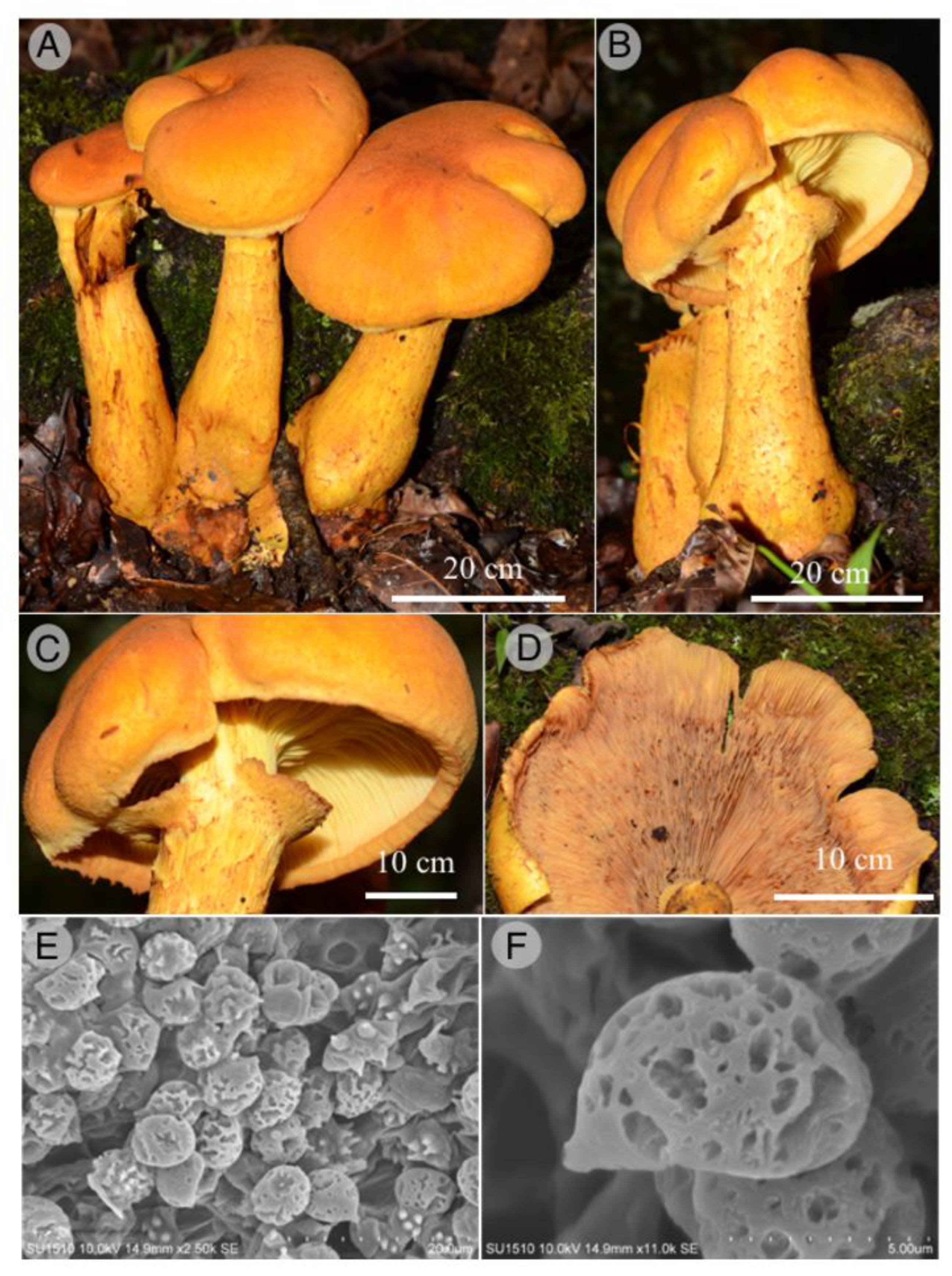 Jof 09 00477 g002 Jof 09 00477 g002