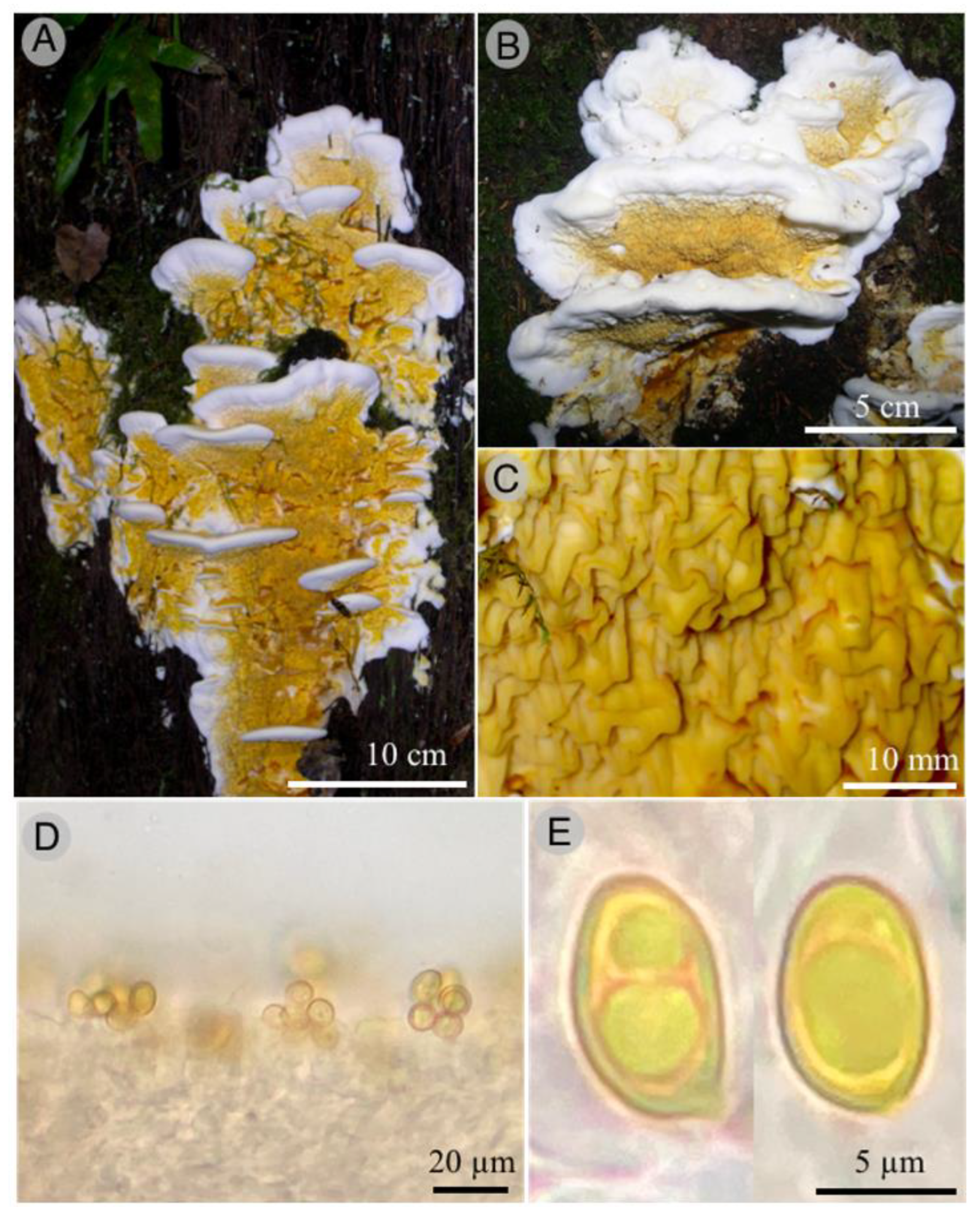 Jof 09 00477 g005 Jof 09 00477 g005