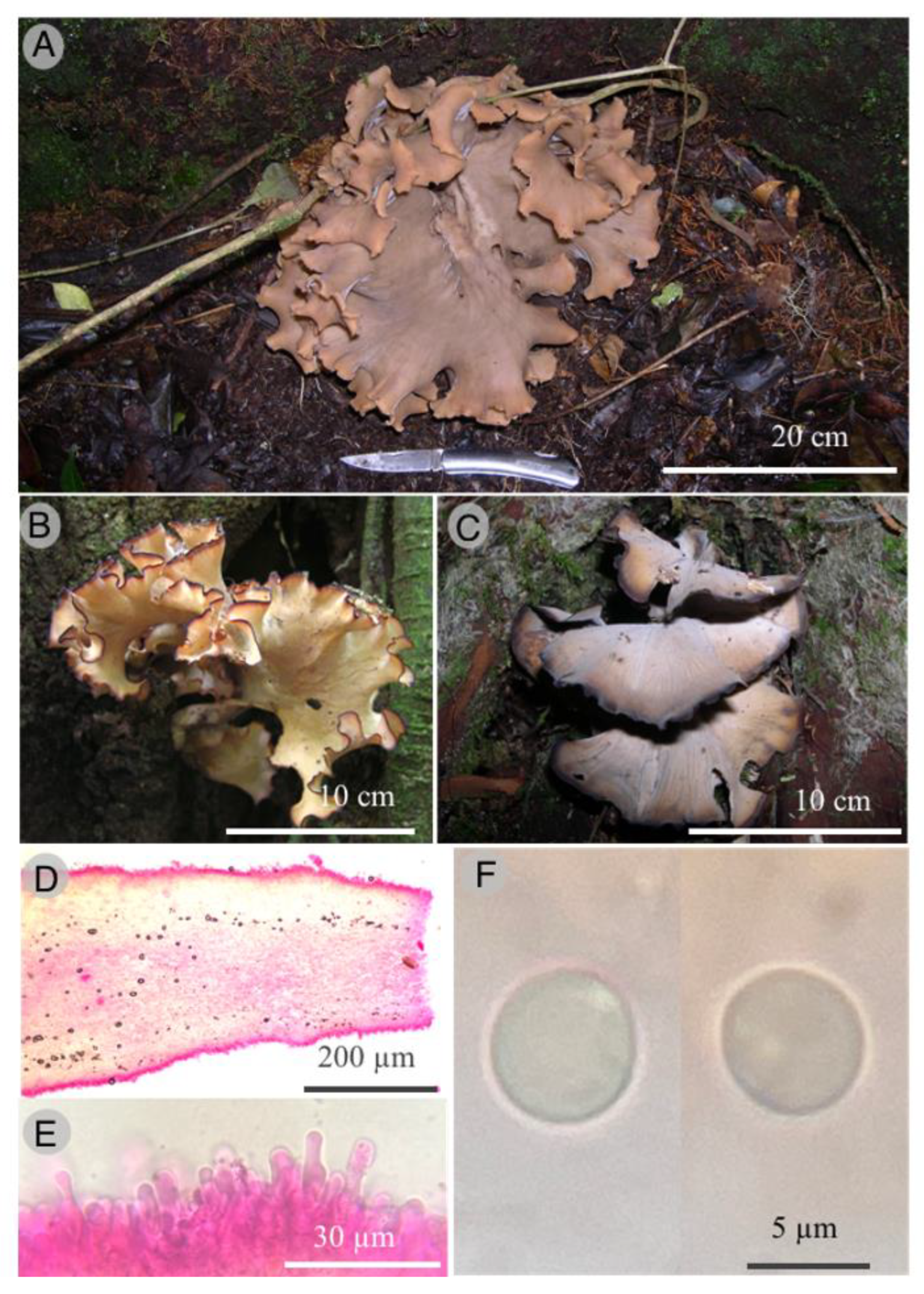 Jof 09 00477 g007 Jof 09 00477 g007