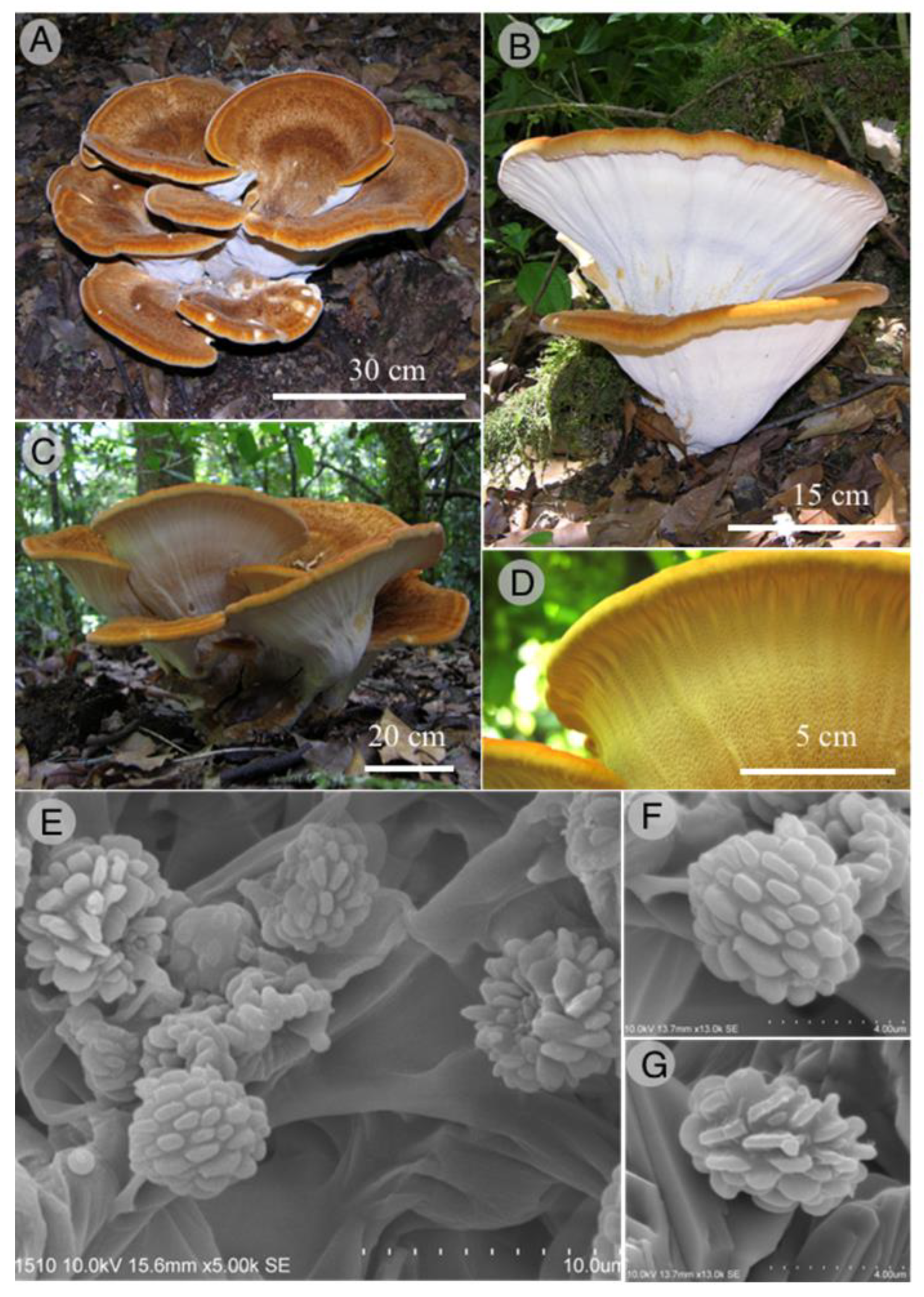 Jof 09 00477 g009 Jof 09 00477 g009