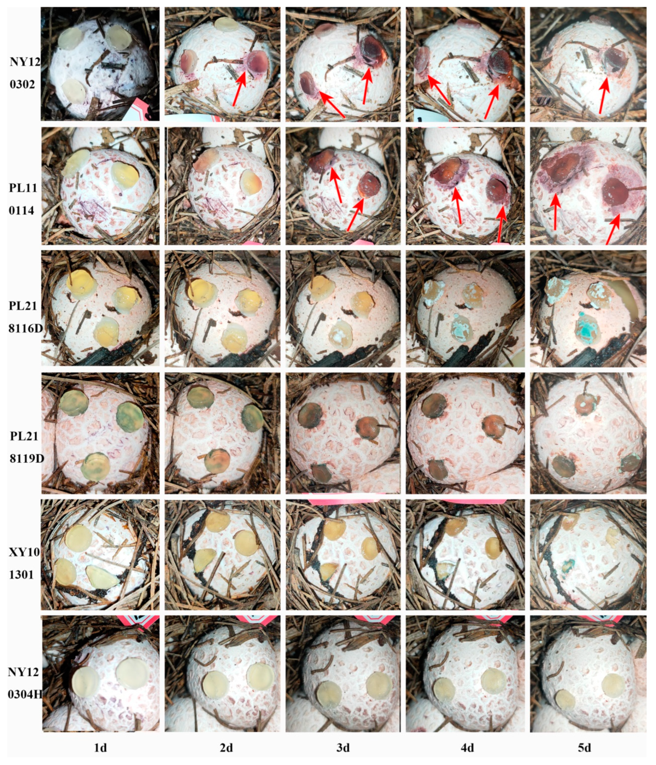 Jof 09 00525 g002 Jof 09 00525 g002