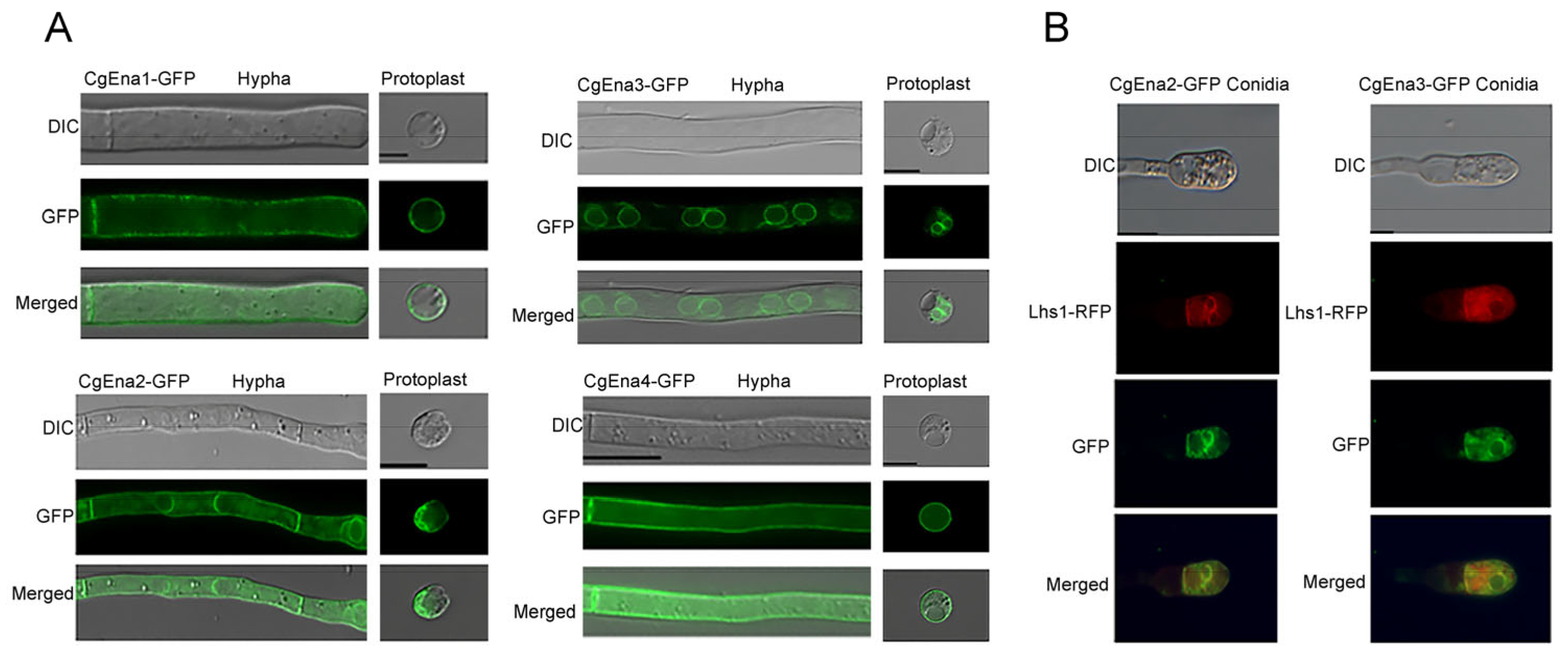 Jof 09 00566 g001 Jof 09 00566 g001