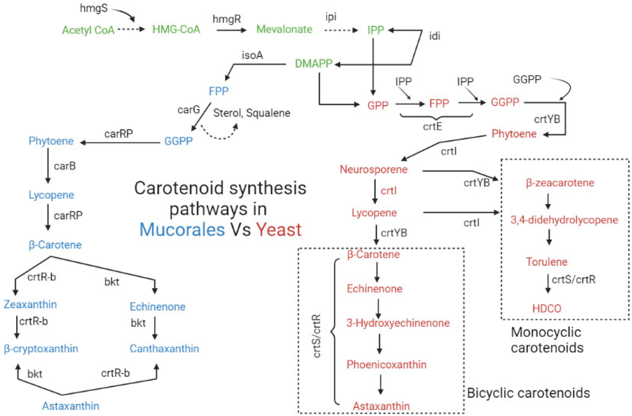 Jof 09 00578 g002 Jof 09 00578 g002