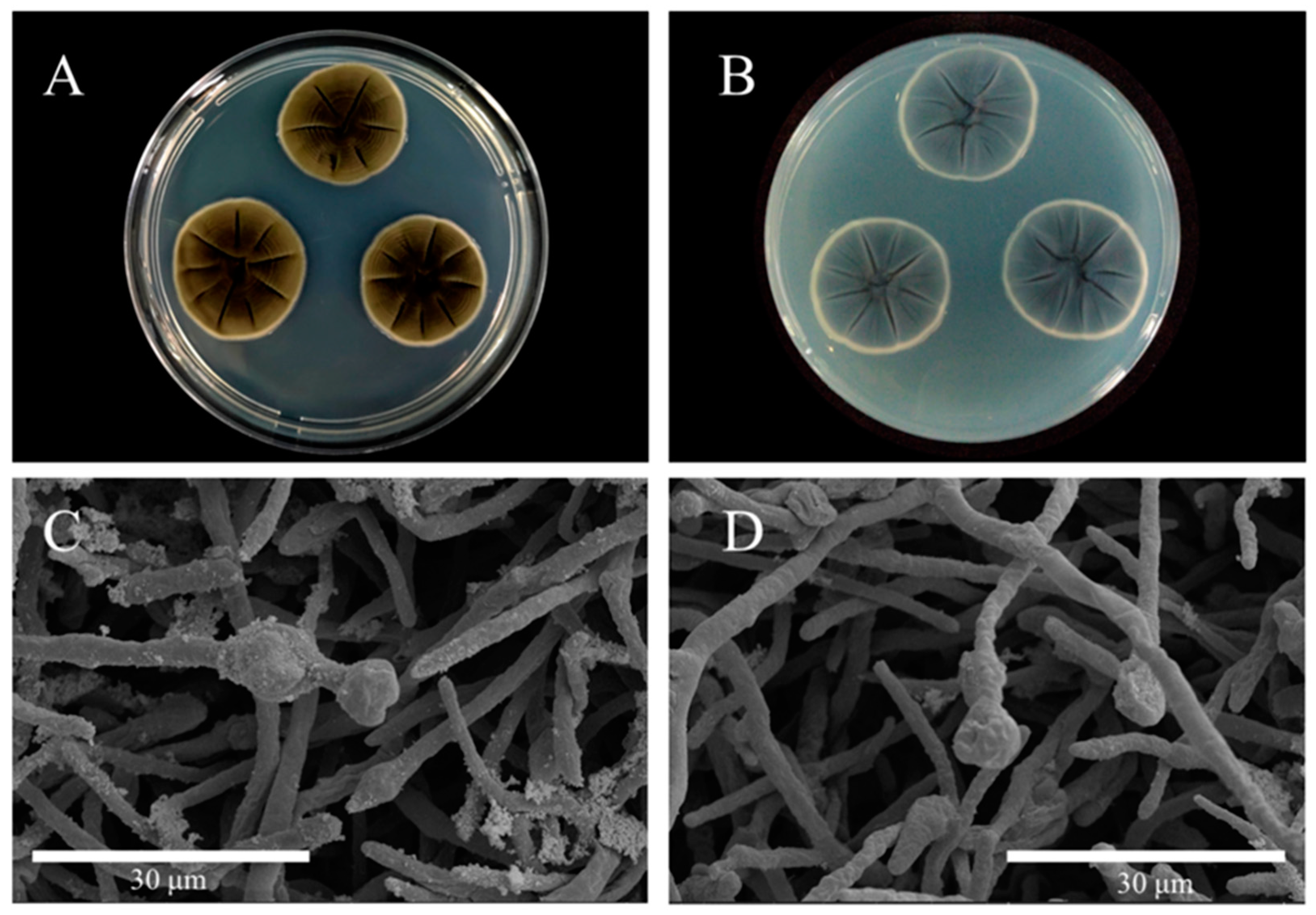 Jof 09 00605 g002 Jof 09 00605 g002