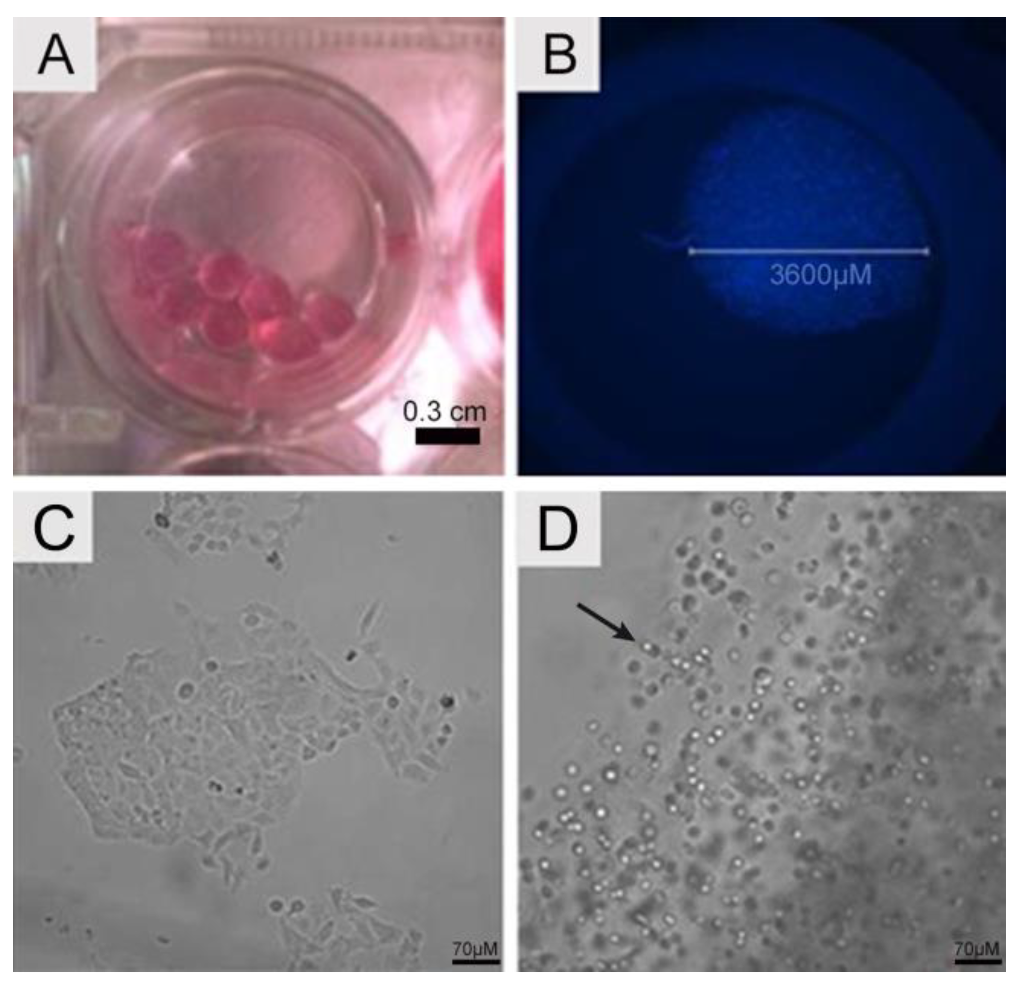 PDF] Impact of culture vessels on micro-morphological features of