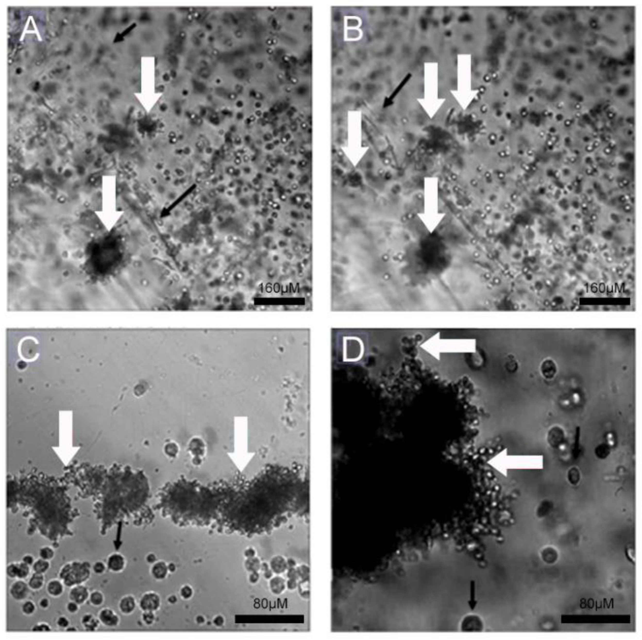 Jof 09 00634 g004 Jof 09 00634 g004