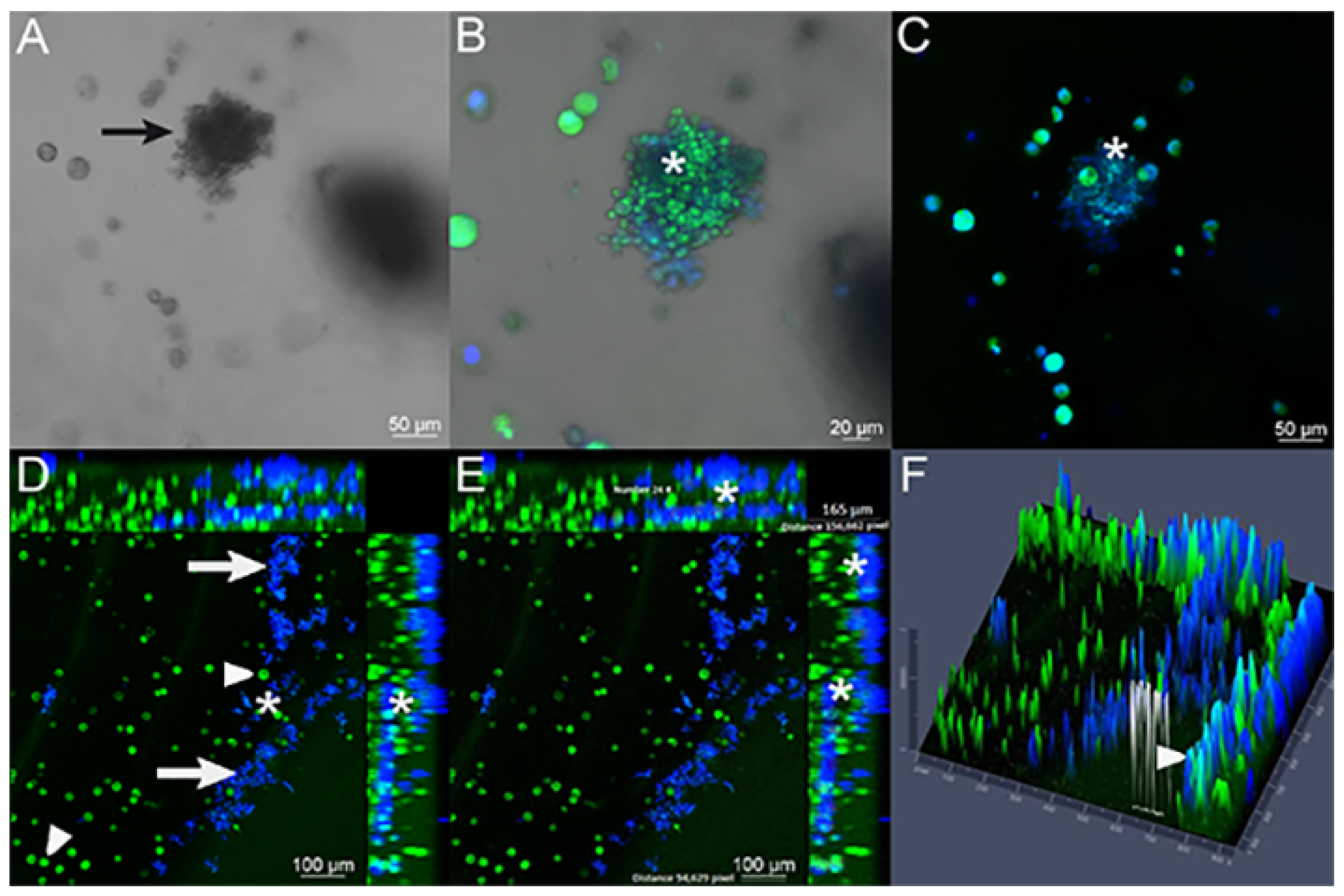 Jof 09 00634 g005 Jof 09 00634 g005