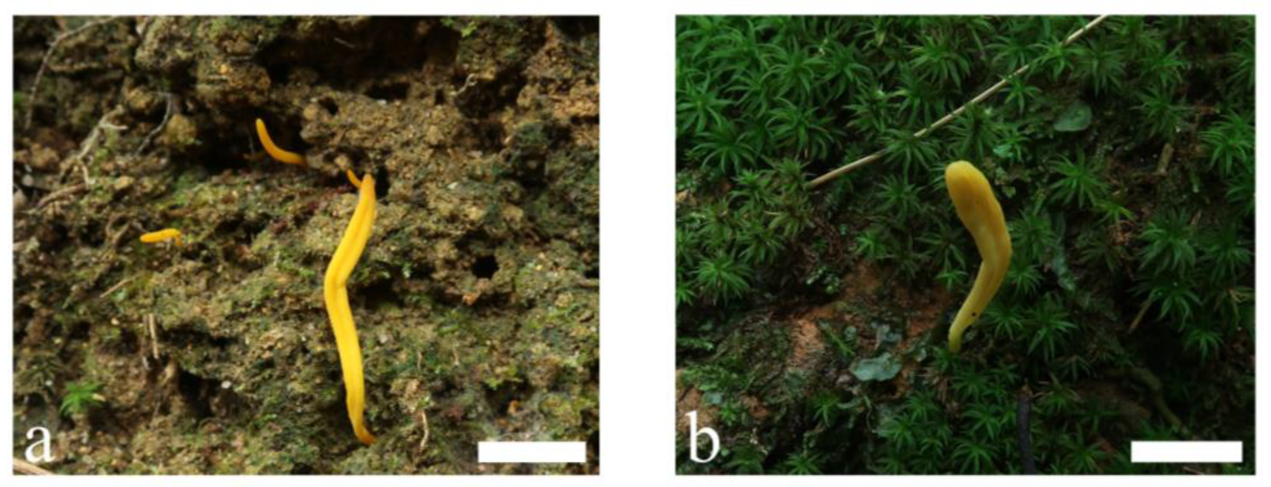 JoF | Free Full-Text | Taxonomy and Phylogenetic Relationships of