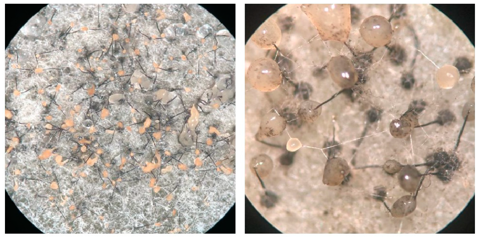 Jof 09 00686 g001 Jof 09 00686 g001