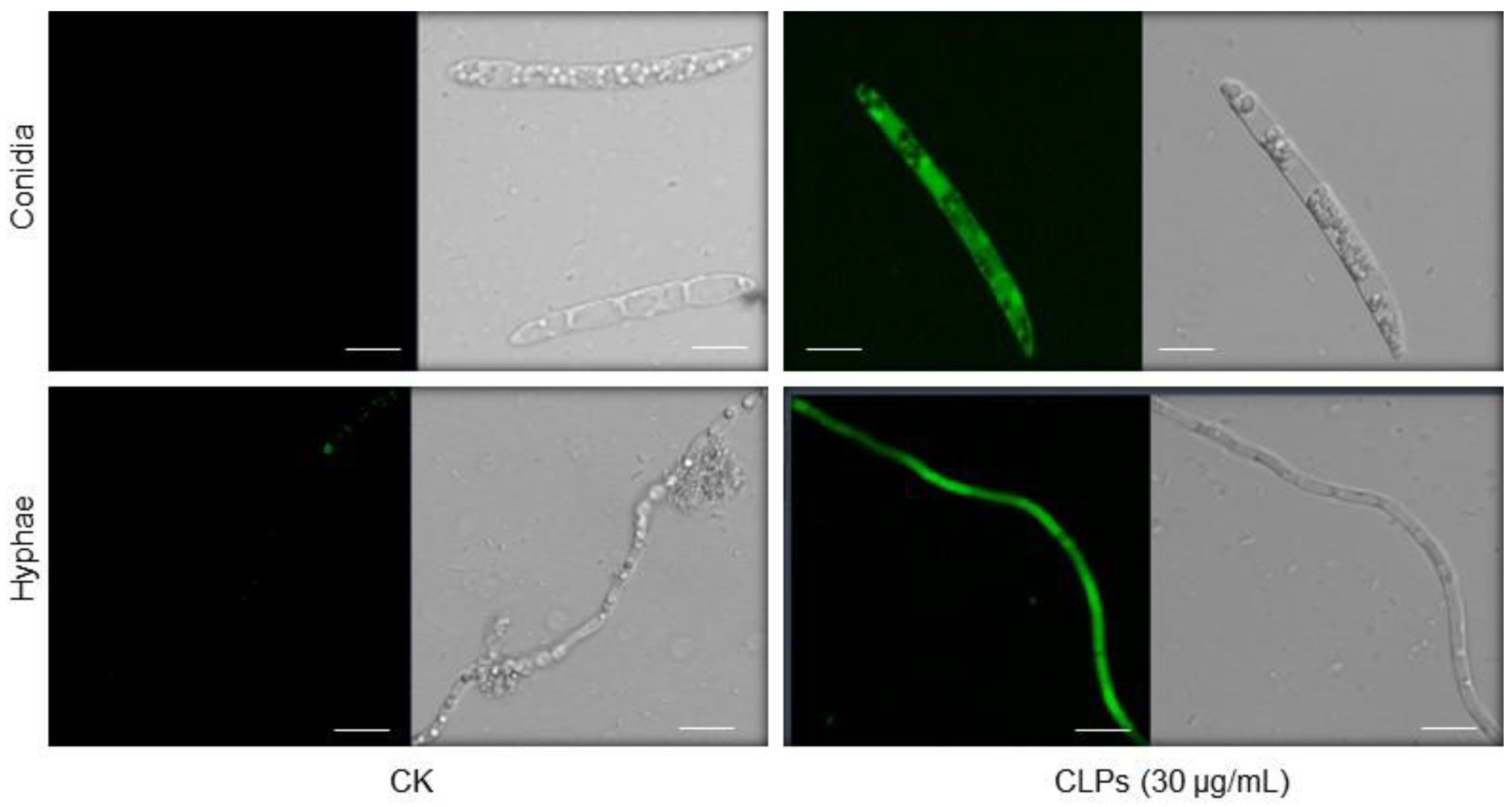 Jof 09 00687 g007 Jof 09 00687 g007