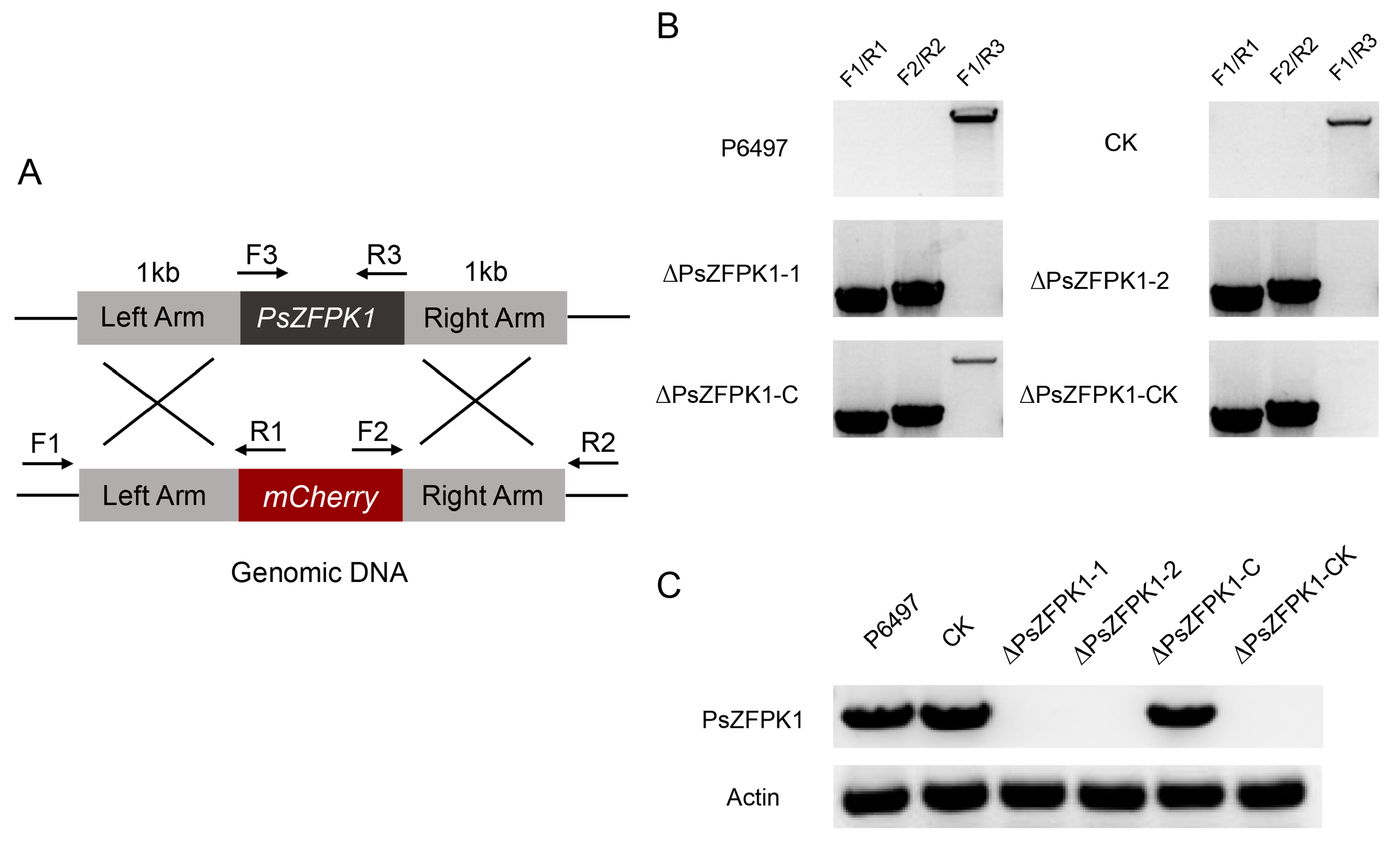 Jof 09 00709 g003 Jof 09 00709 g003