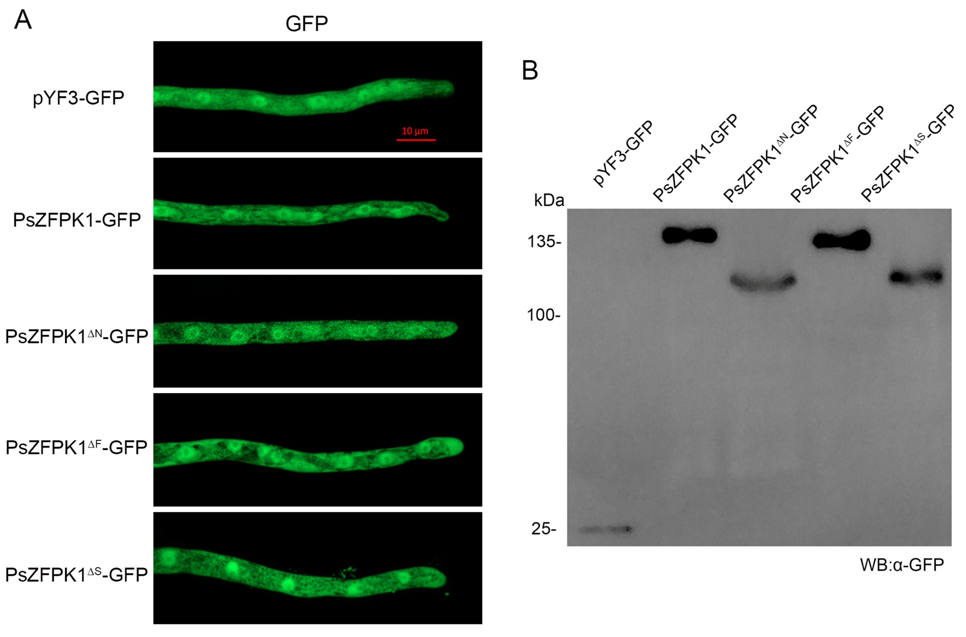 Jof 09 00709 g007 Jof 09 00709 g007