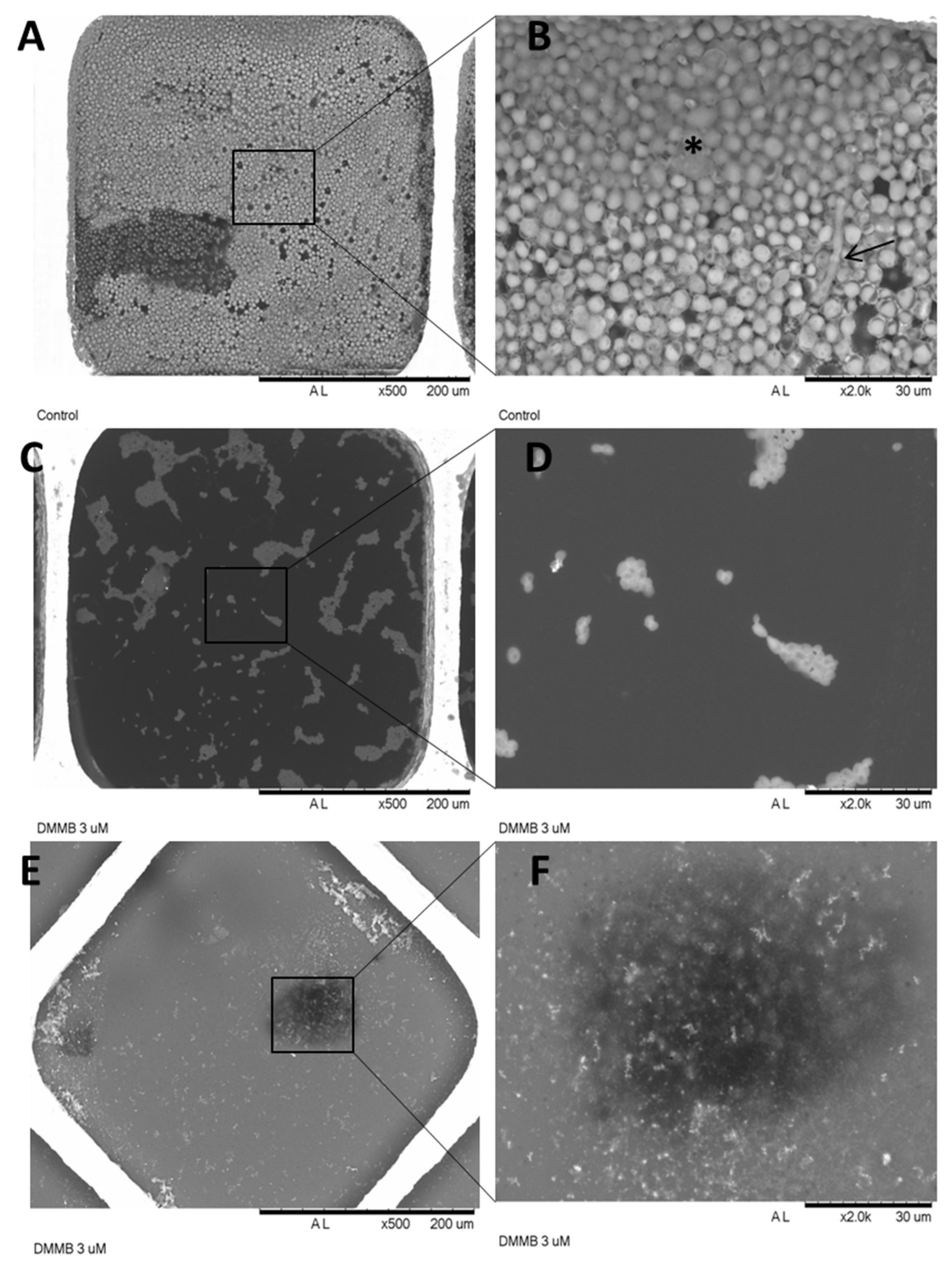 Jof 09 00717 g009 Jof 09 00717 g009