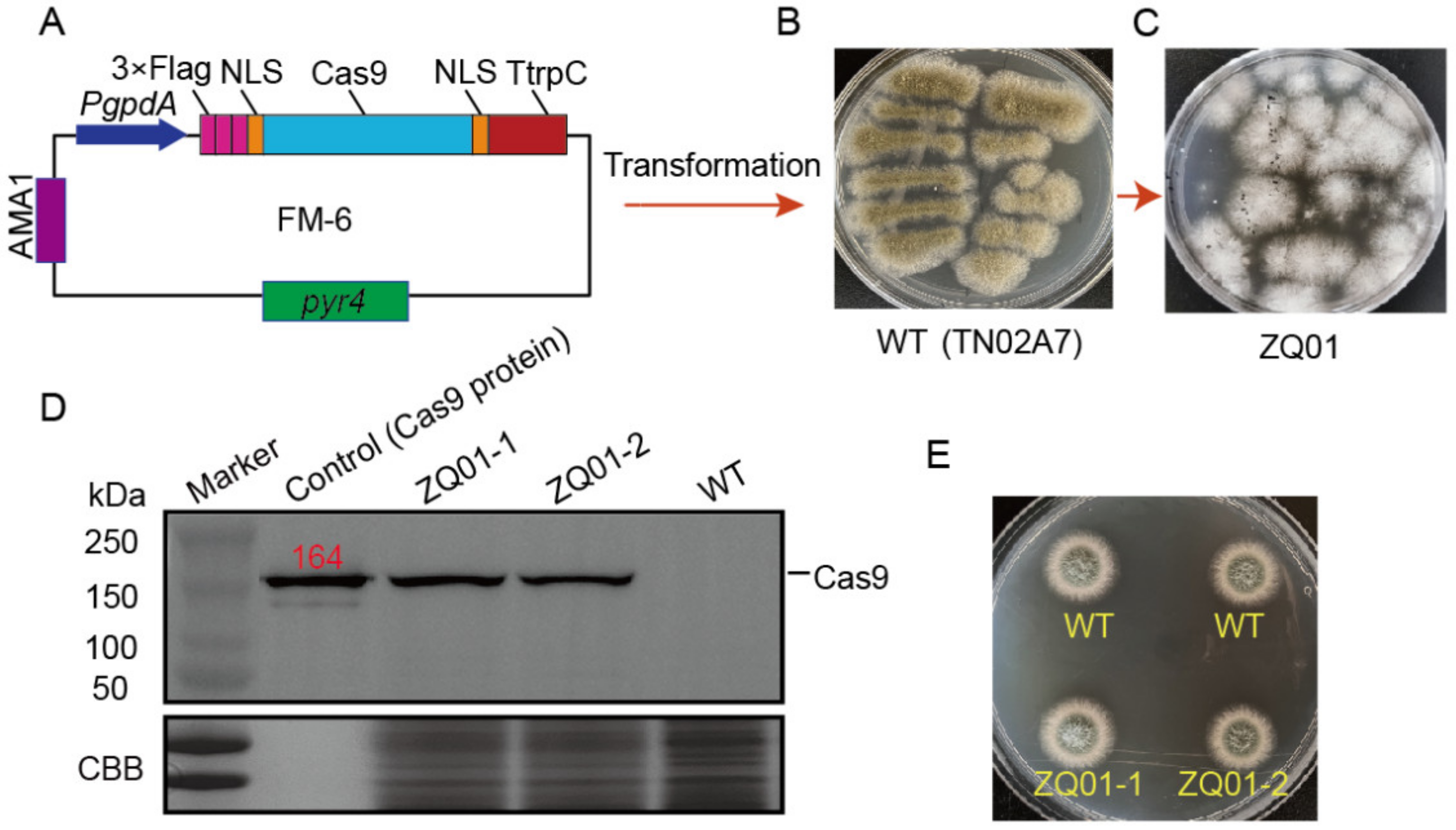 Jof 09 00719 g001 Jof 09 00719 g001