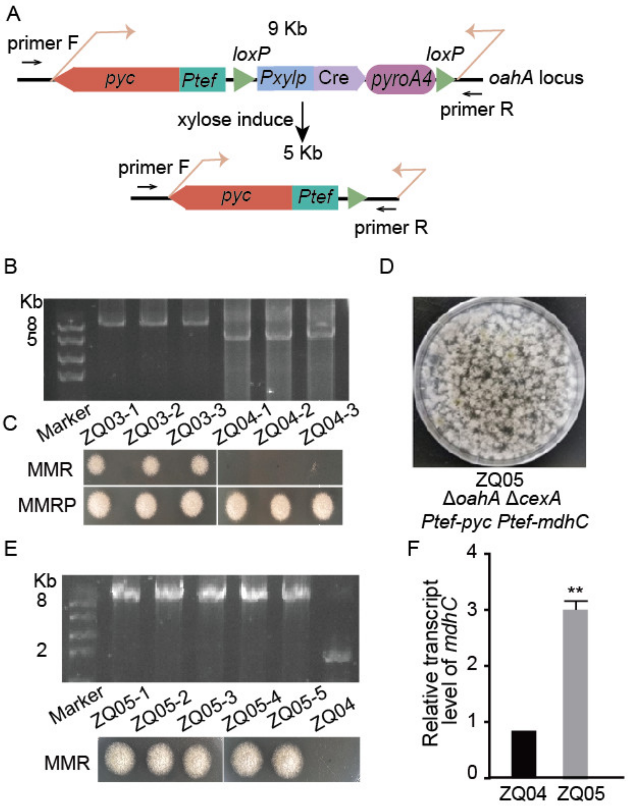 Jof 09 00719 g003 Jof 09 00719 g003