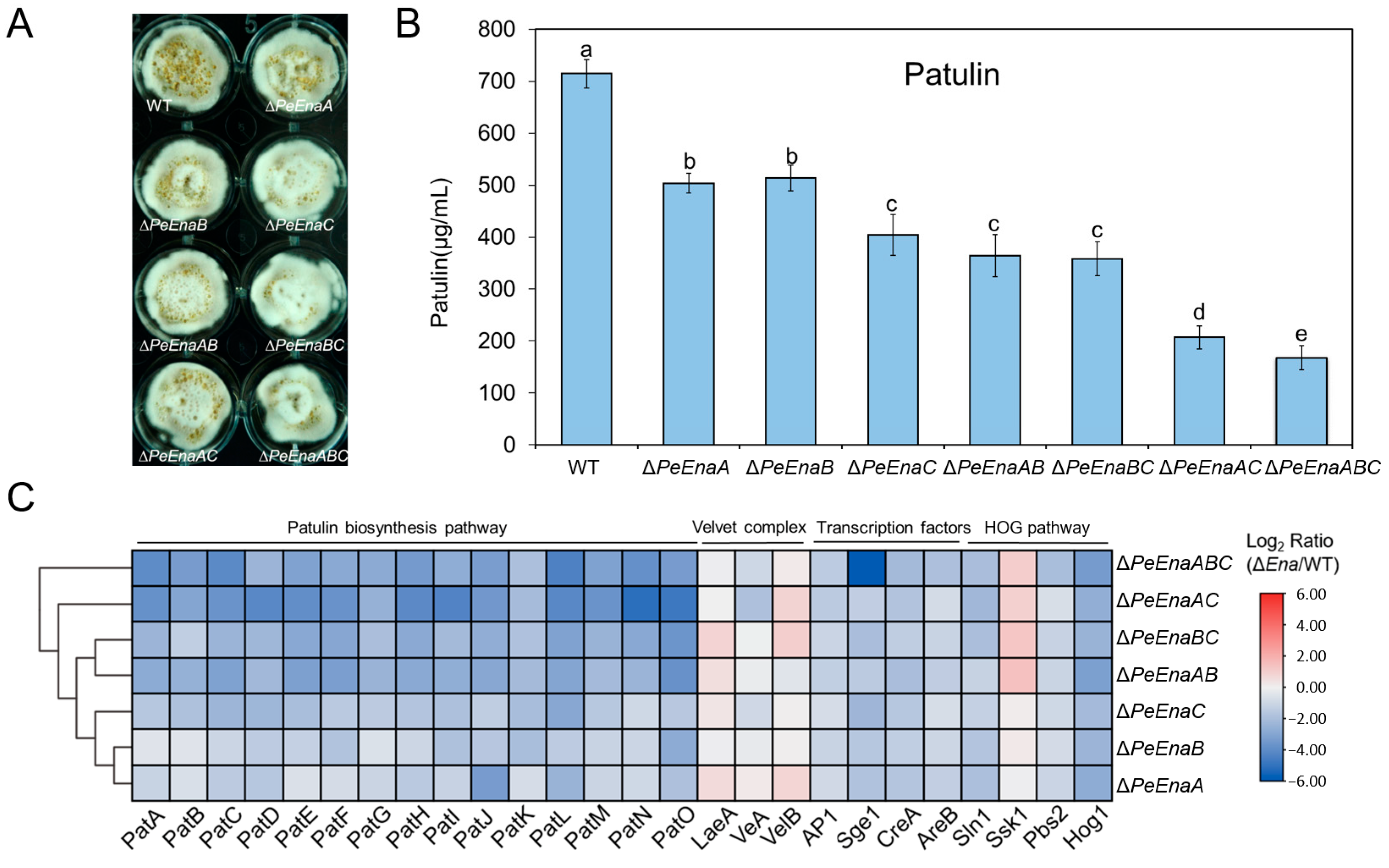 Jof 09 00806 g005 Jof 09 00806 g005