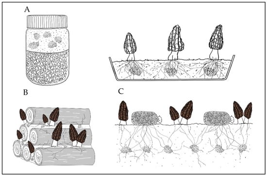 https://www.mdpi.com/jof/jof-09-00855/article_deploy/html/images/jof-09-00855-g001-550.jpg