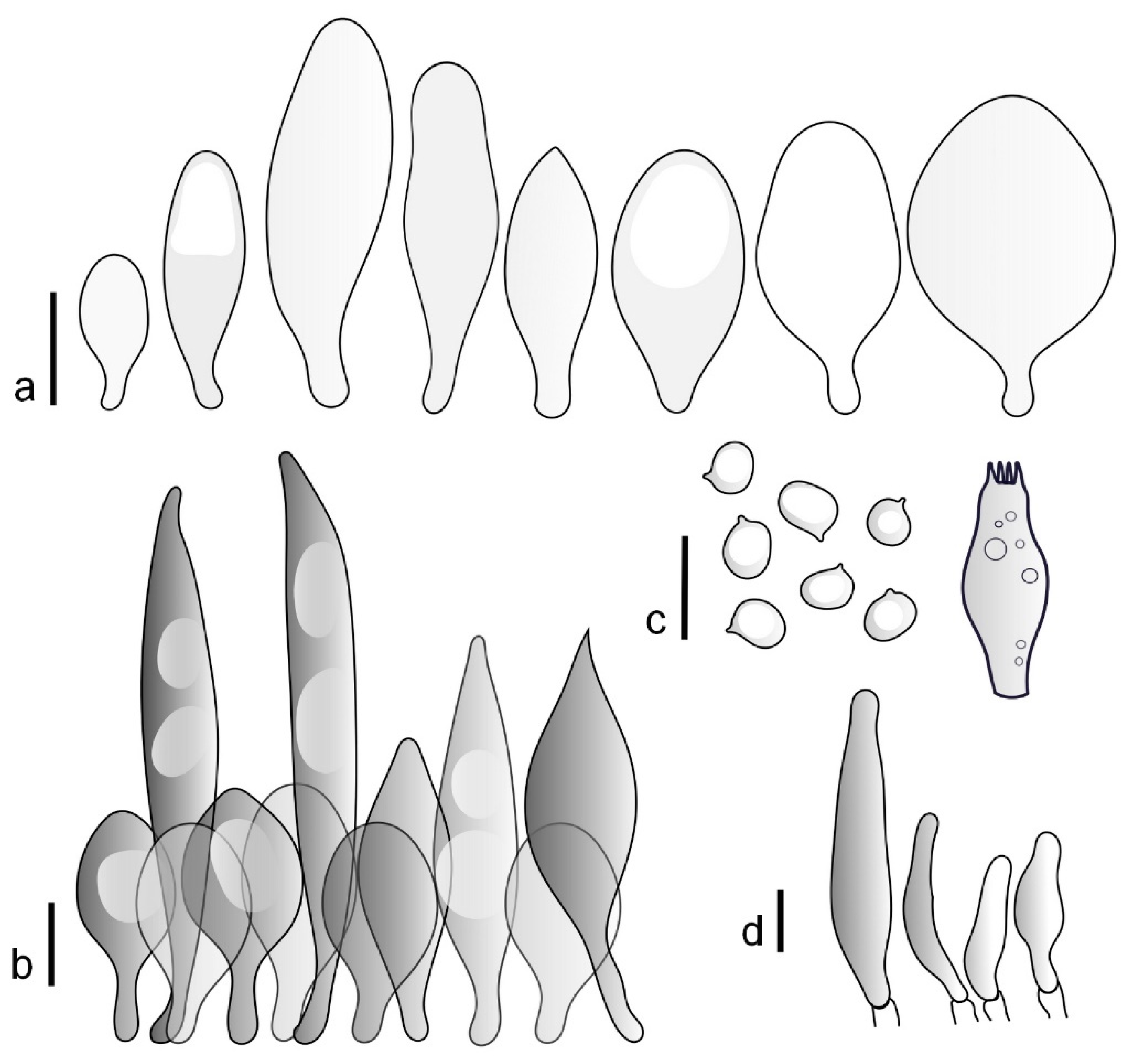 JoF | Free Full-Text | Holarctic Species in the Pluteus podospileus ...