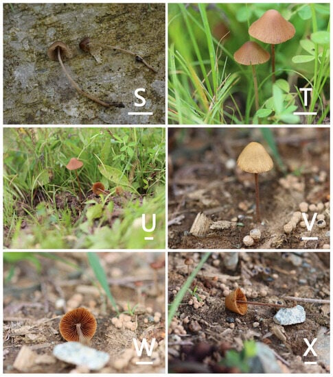 JoF | Free Full-Text | Conocybe Section Pilosellae in China 