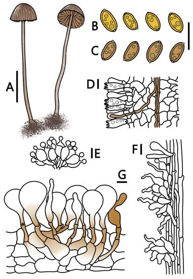 JoF | Free Full-Text | Conocybe Section Pilosellae in China 