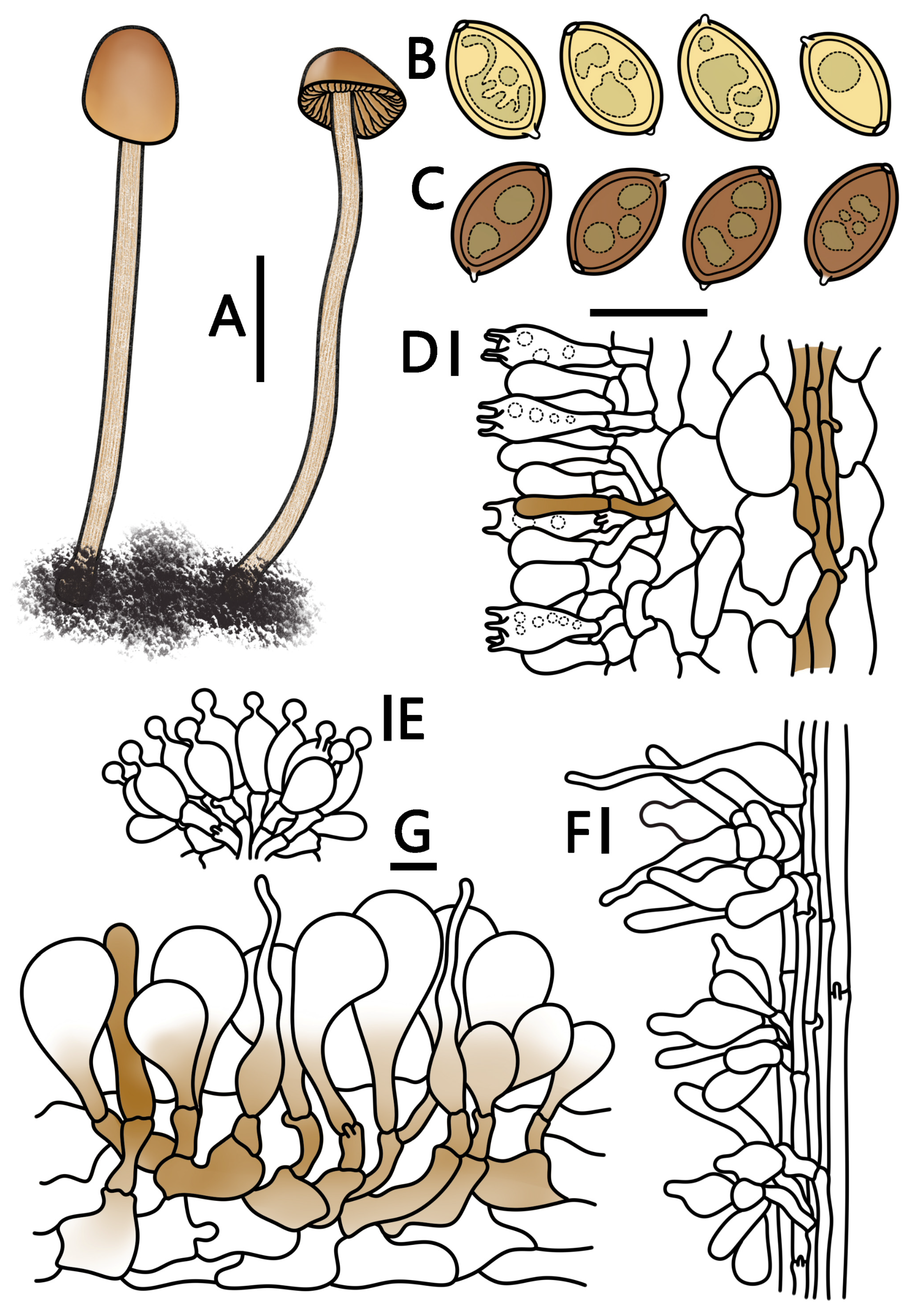 Champignons du Québec : Conocybe smithii