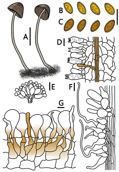 Different types of pilei shapes.