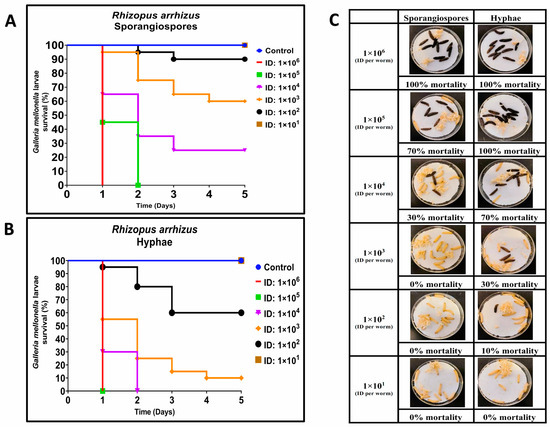 JoF | Free Full-Text | Hyphae of Rhizopus arrhizus and Lichtheimia ...