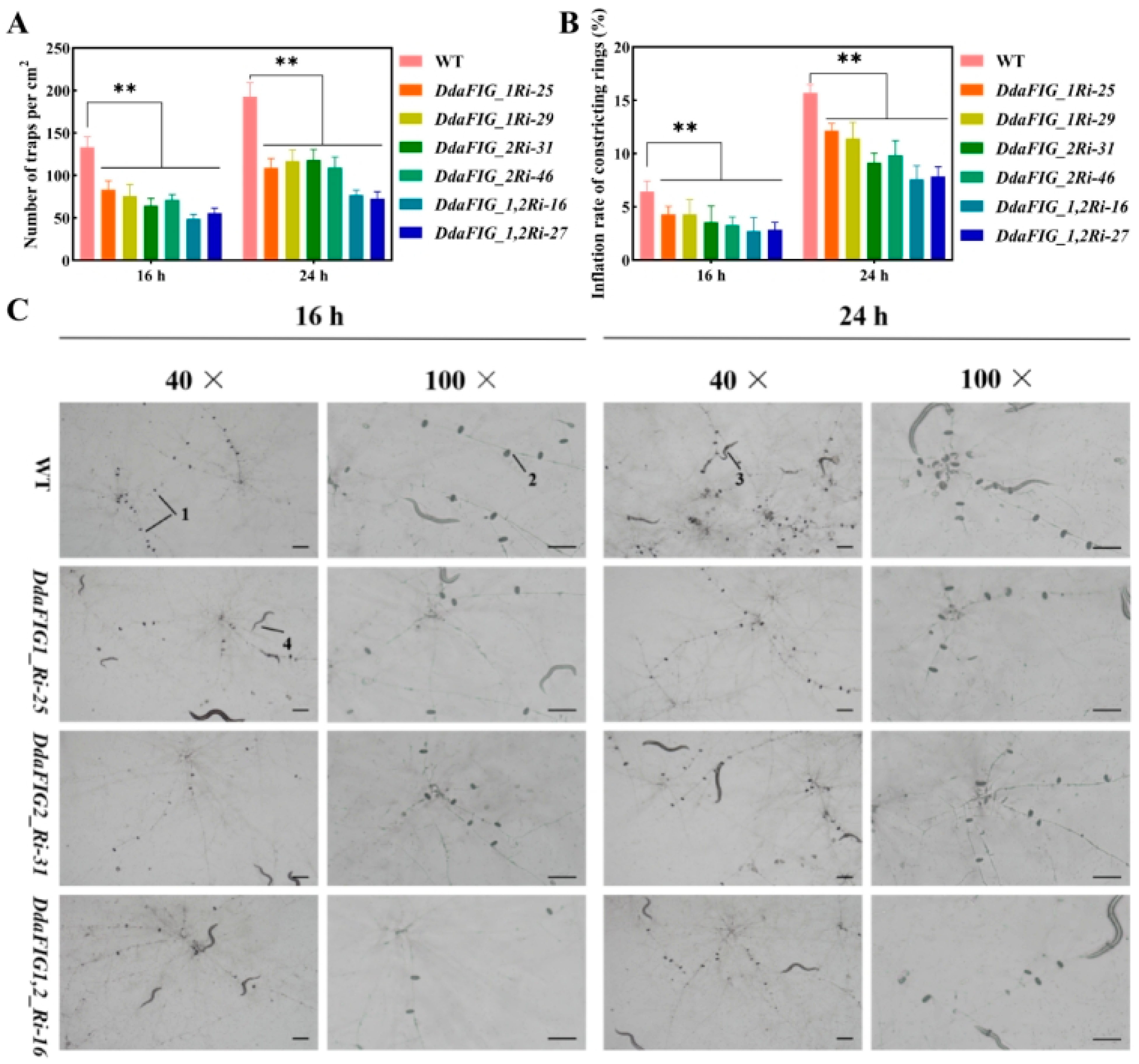 https://www.mdpi.com/jof/jof-09-00975/article_deploy/html/images/jof-09-00975-g004.png