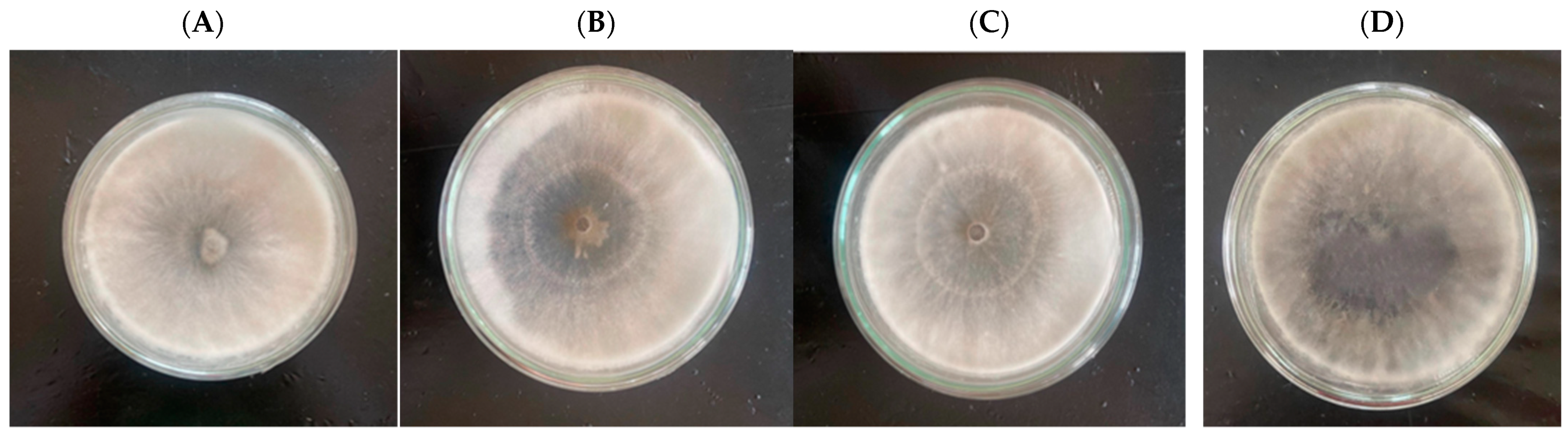 JoF | Free Full-Text | Using Trichoderma asperellum to Antagonize