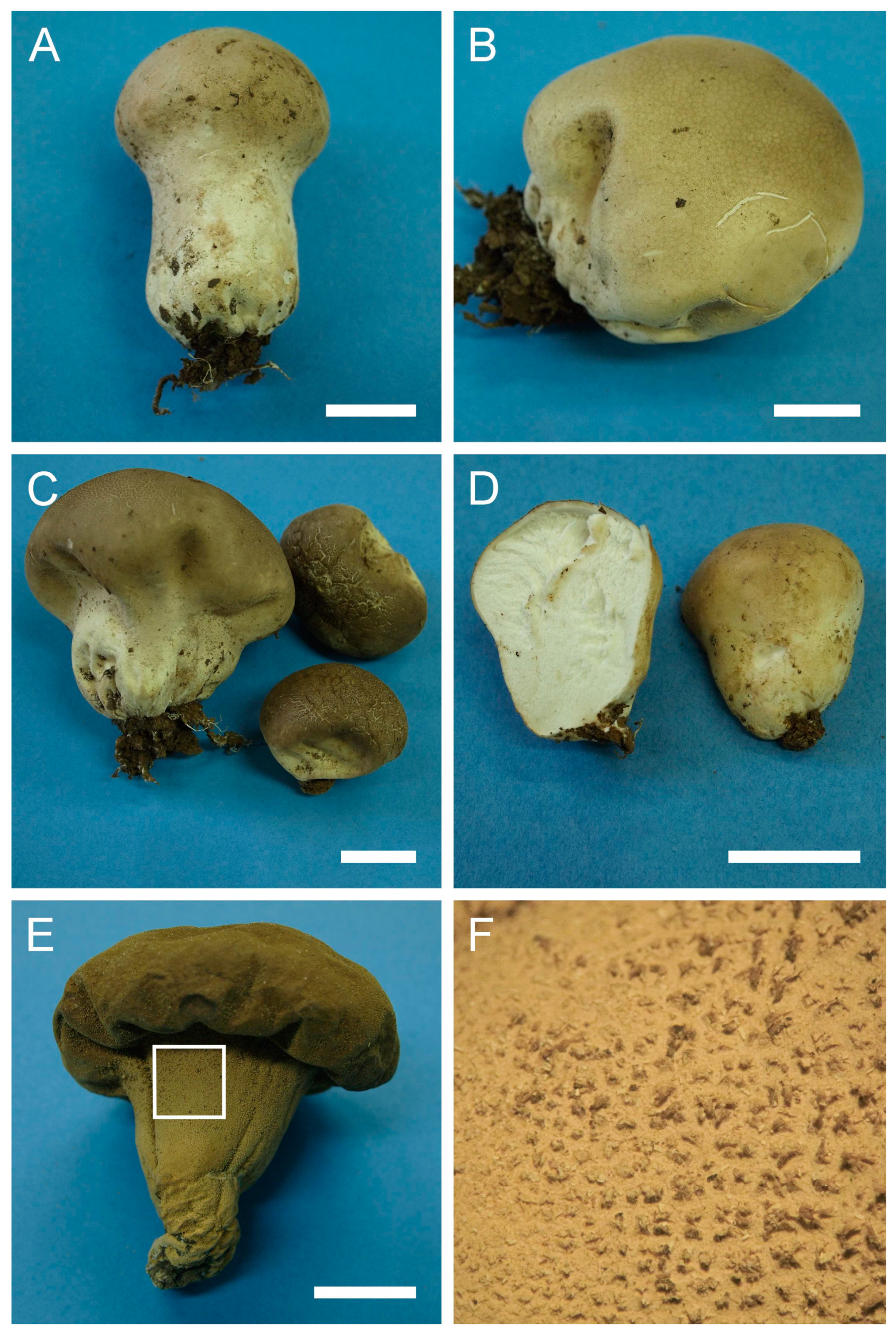 JoF | Free Full-Text | Species Diversity of Lycoperdaceae (Agaricales) in  Israel, with Some Insights into the Phylogenetic Structure of the Family