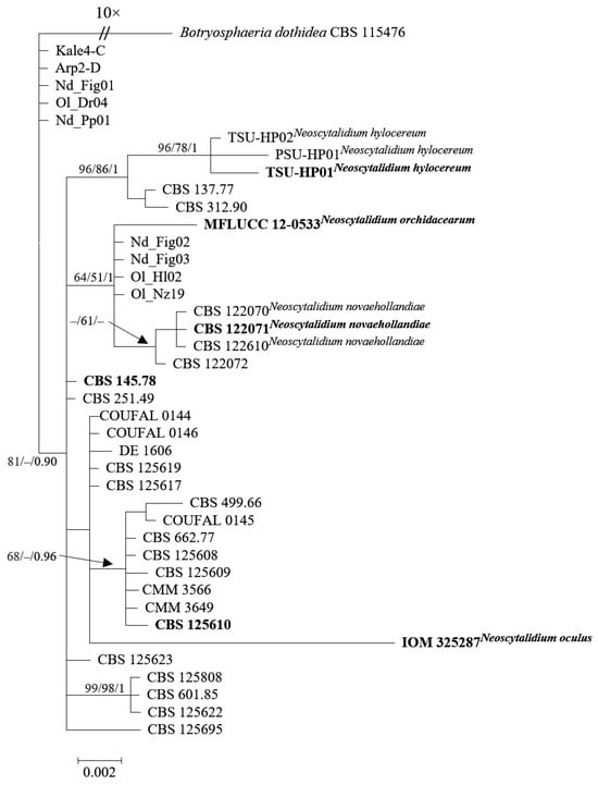 JoF | Free Full-Text | Plant-Associated  Neoscytalidiumu0026nbsp;dimidiatumu0026mdash;Taxonomy