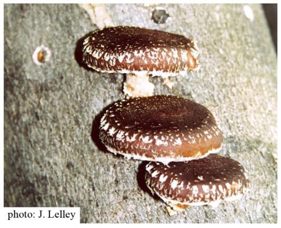 Hotsell Lentinus Edodes (Shiitake) Mushroom Clay Model