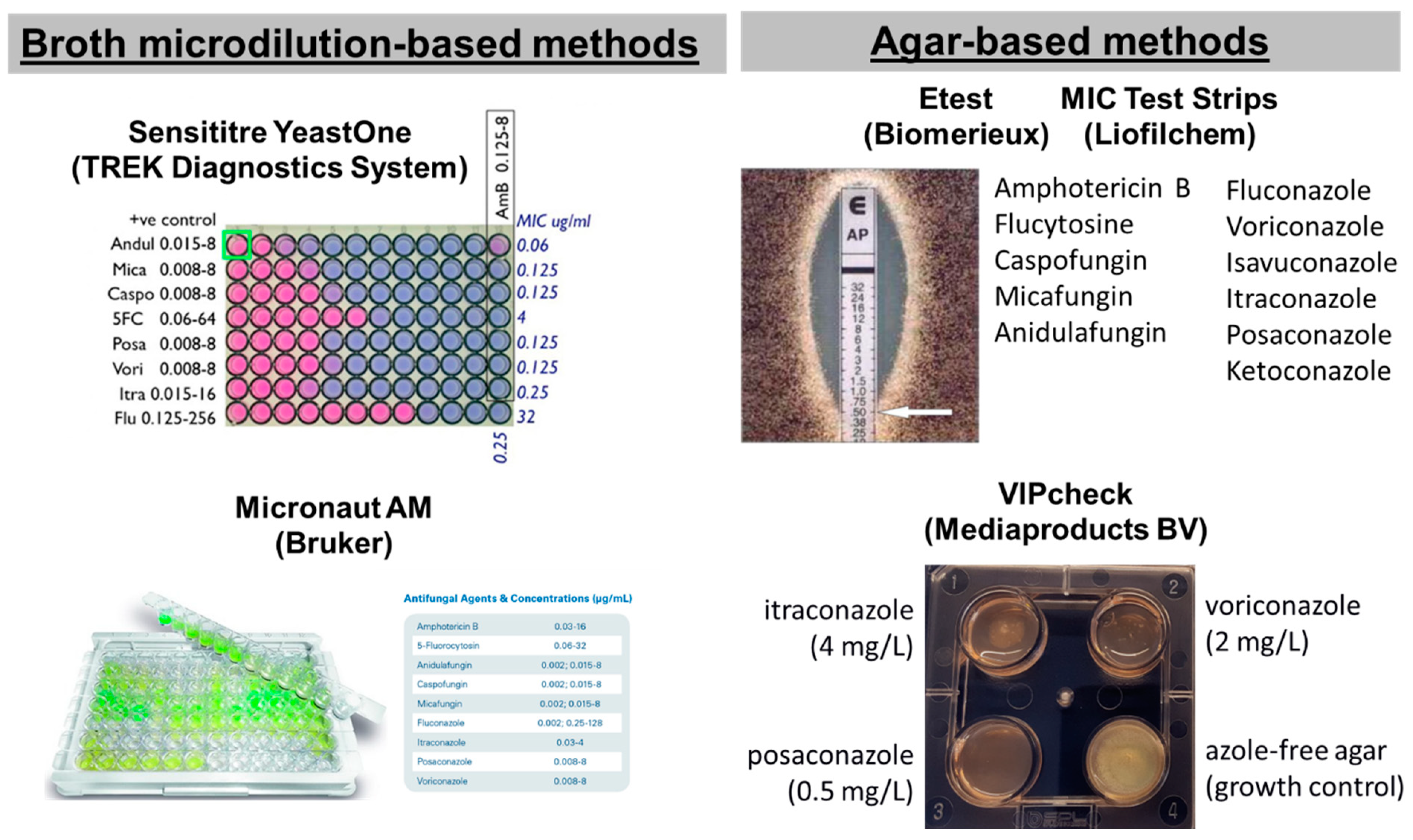 Jof 10 00214 g001 Jof 10 00214 g001
