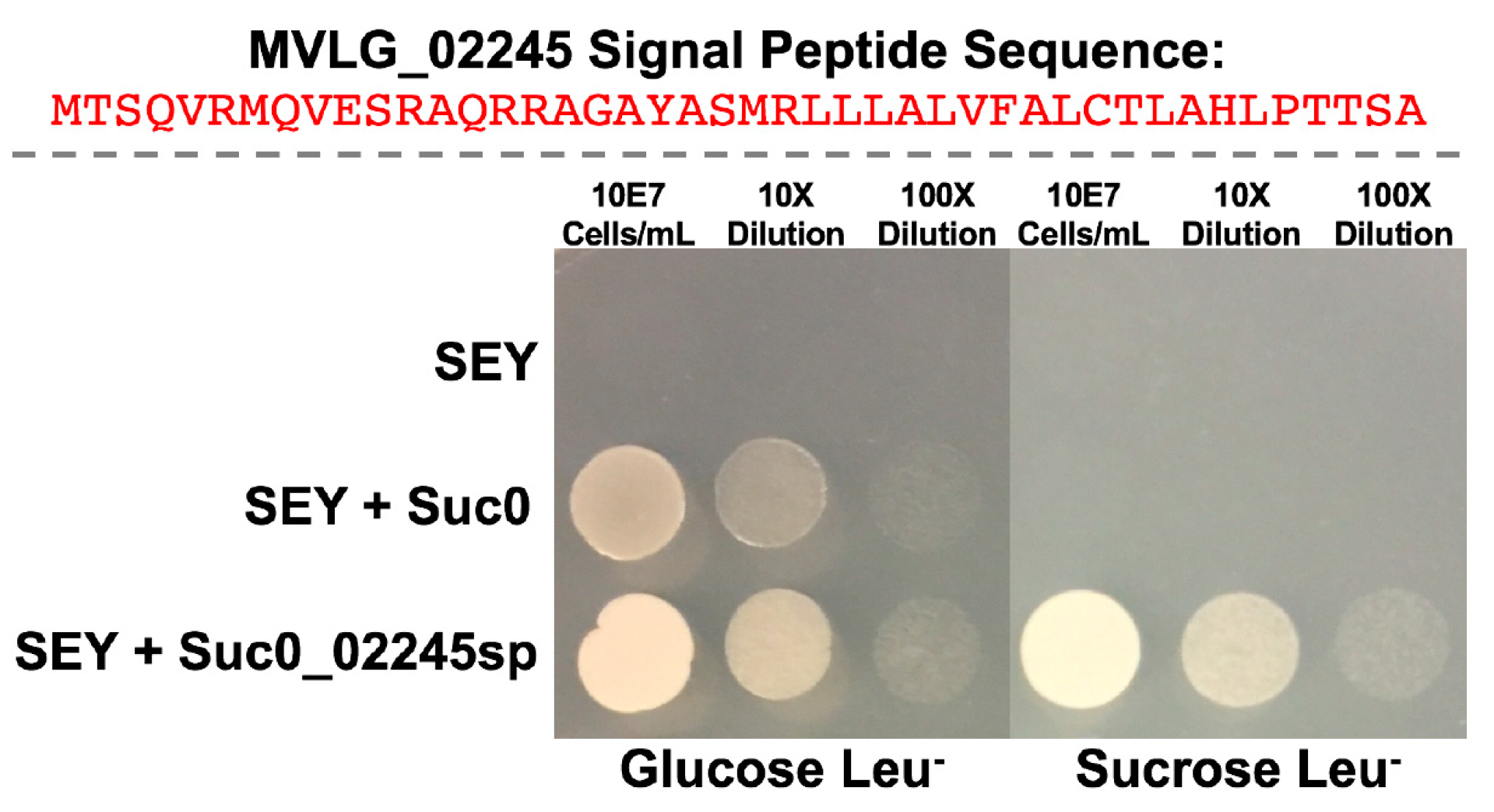 Jof 10 00262 g001 Jof 10 00262 g001