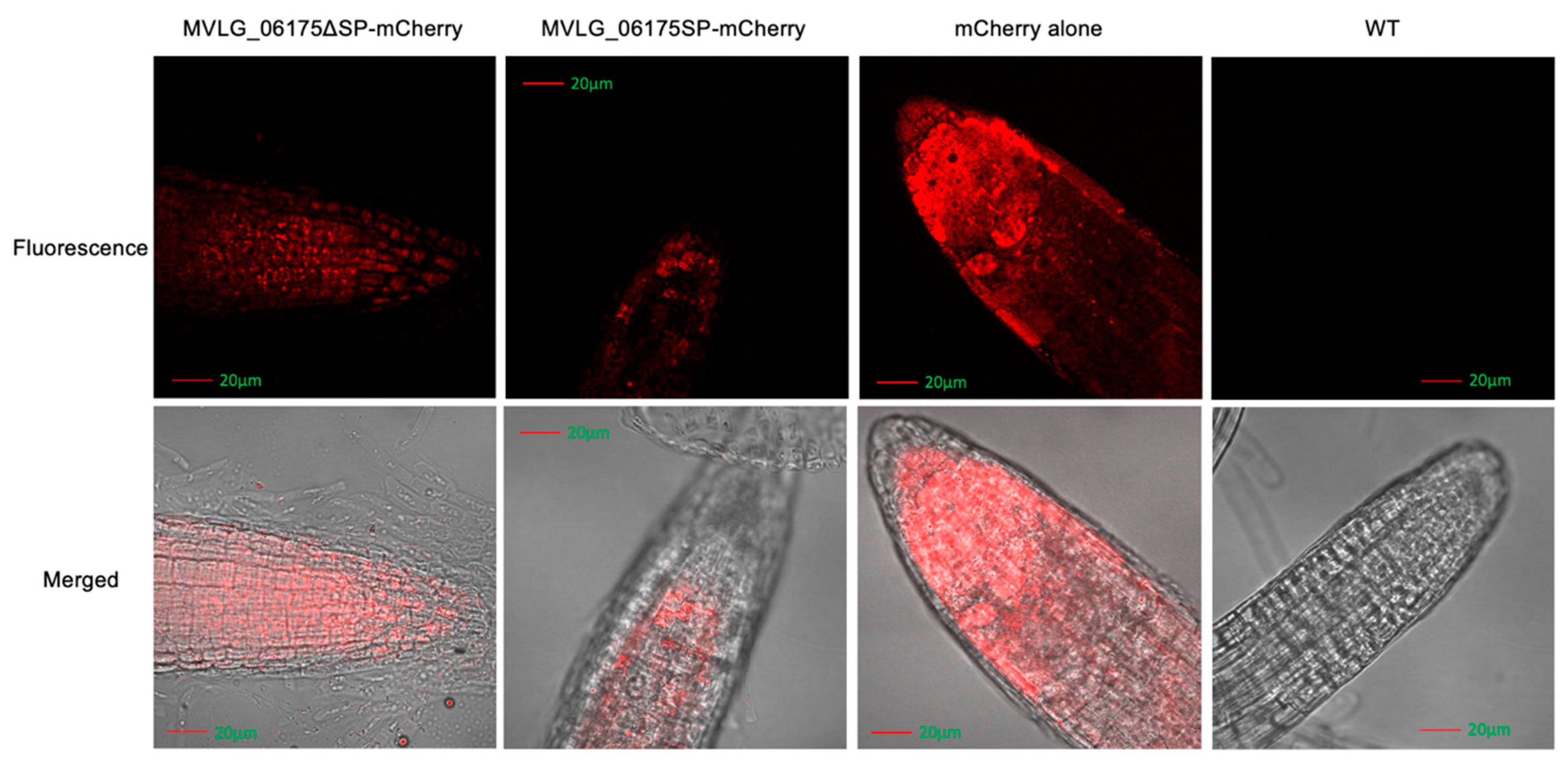 Jof 10 00262 g005 Jof 10 00262 g005