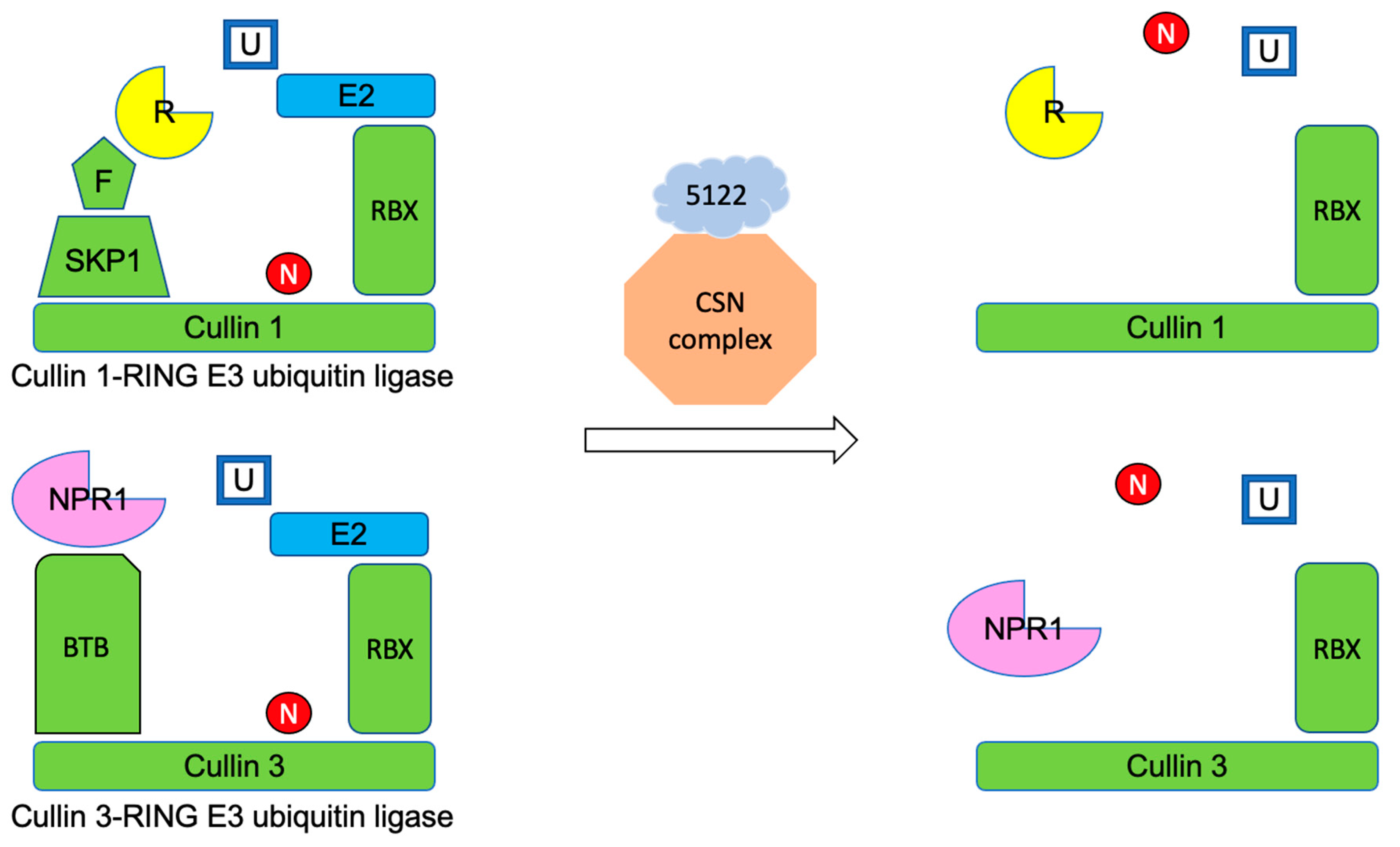 Jof 10 00262 g008 Jof 10 00262 g008