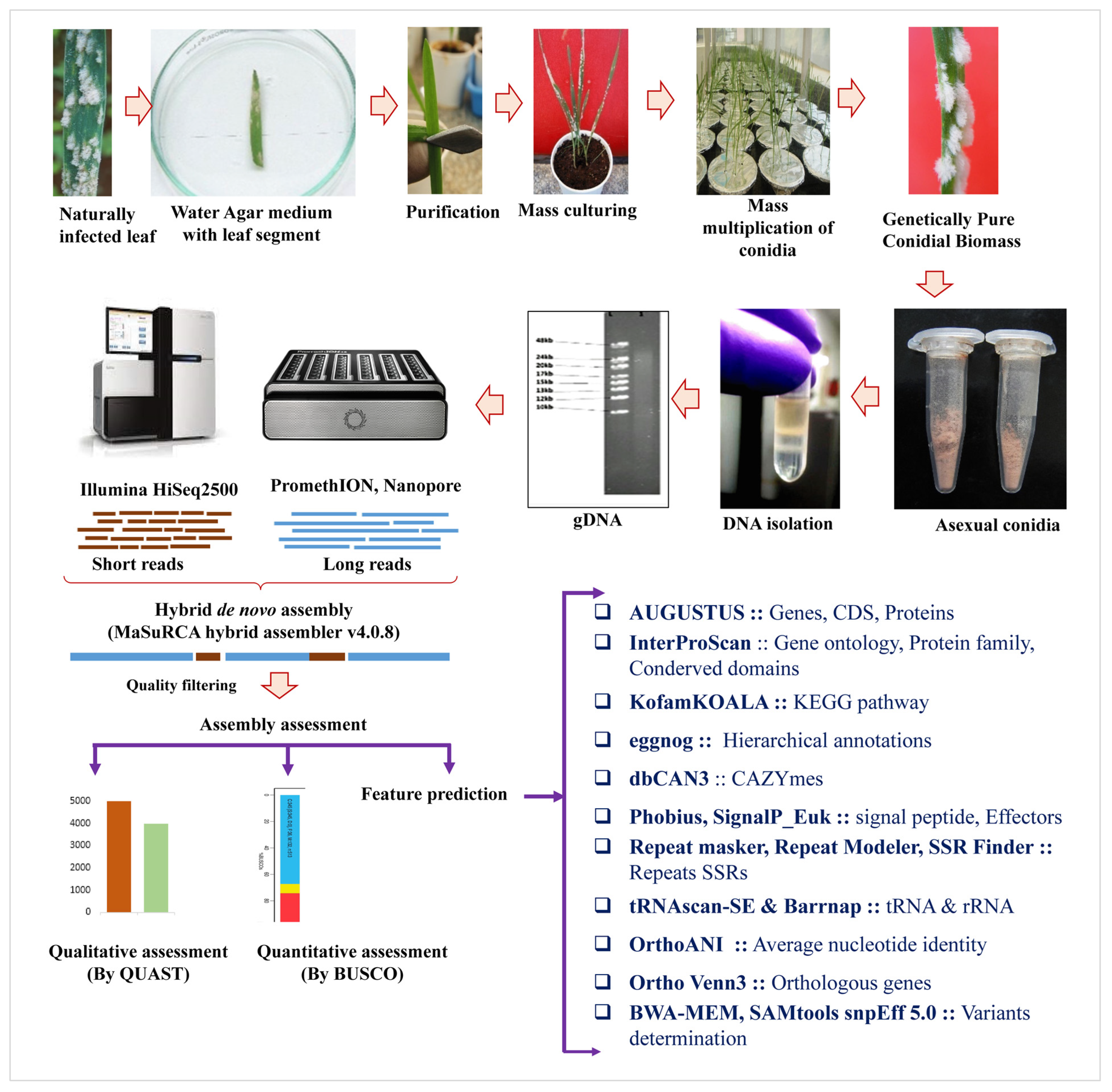 Jof 10 00267 g001 Jof 10 00267 g001