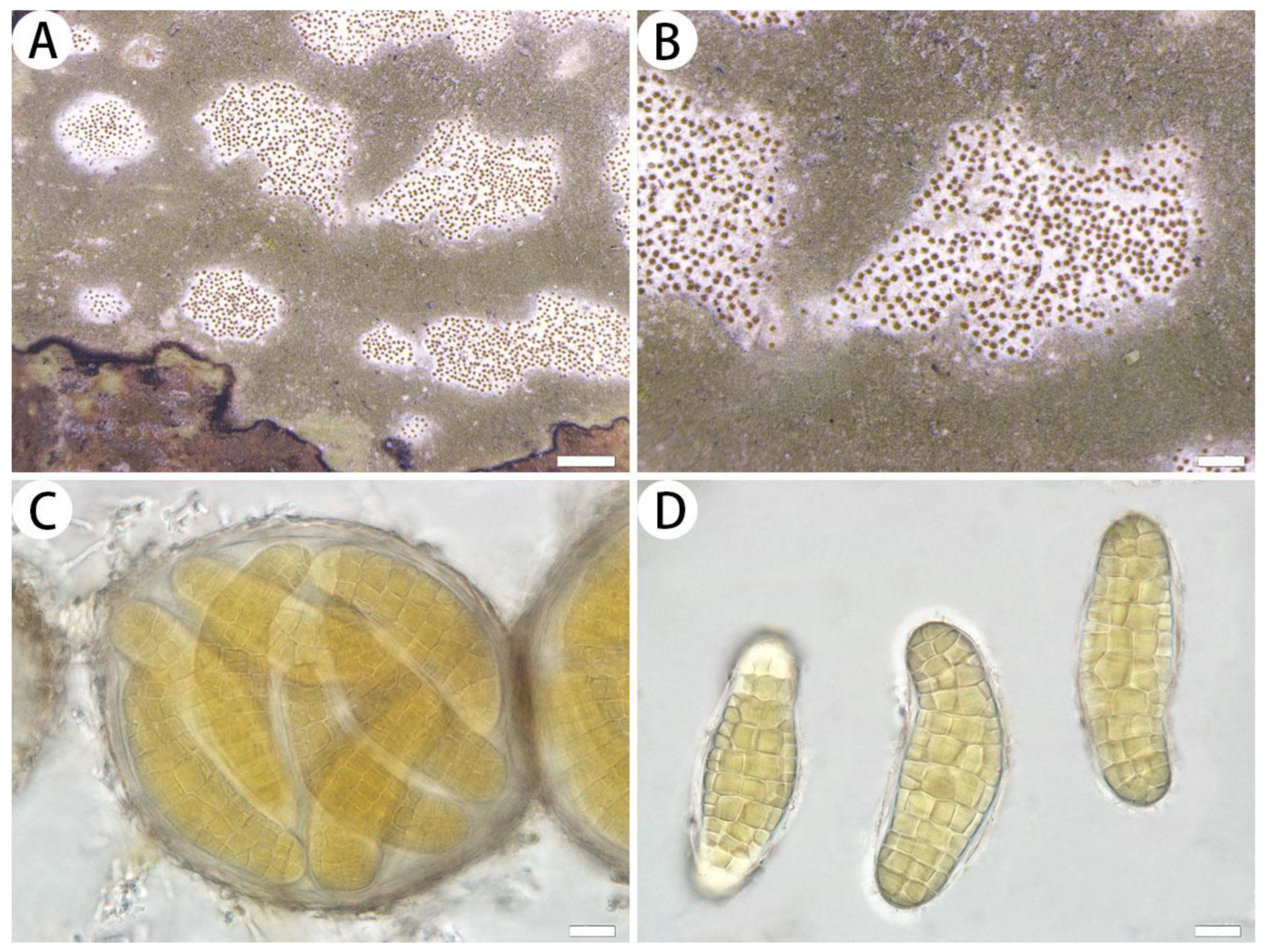 Jof 10 00274 g002 Jof 10 00274 g002